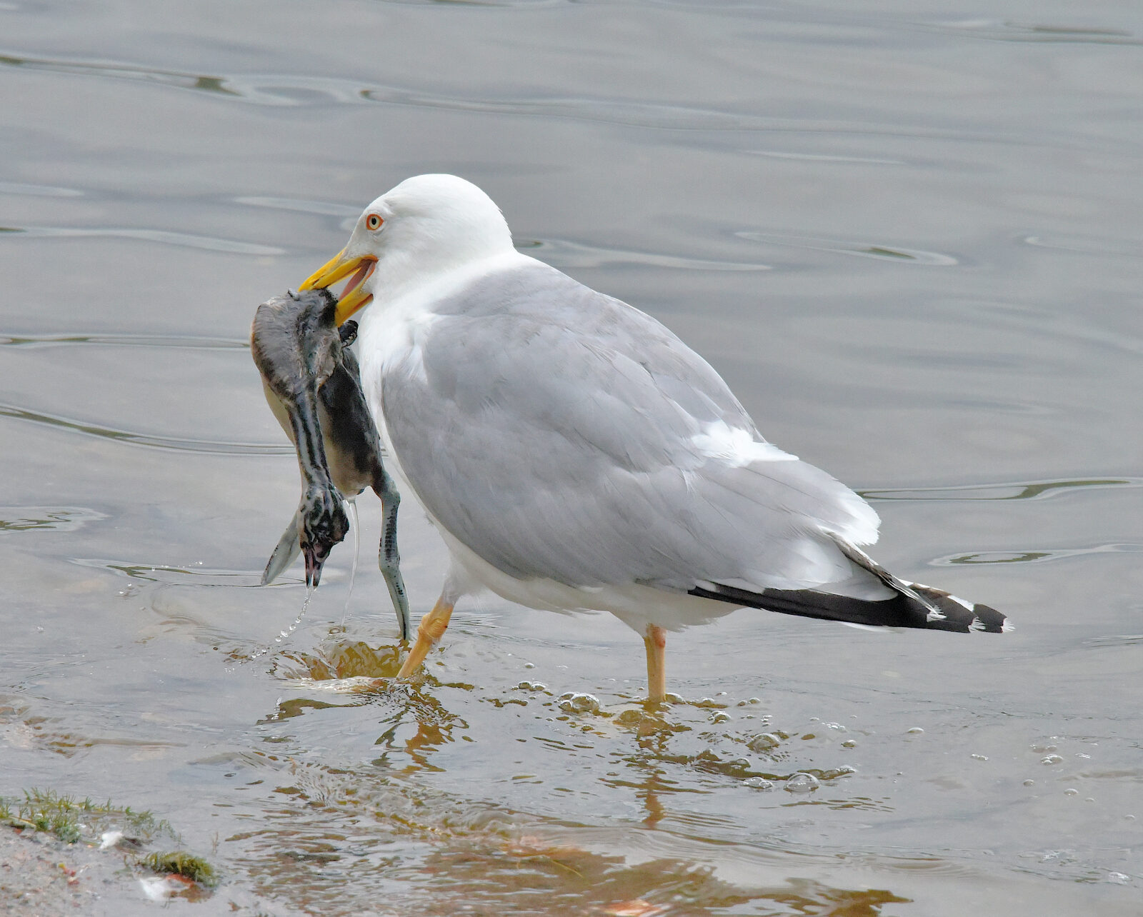 Valokuvaaja: Reijo Juurinen