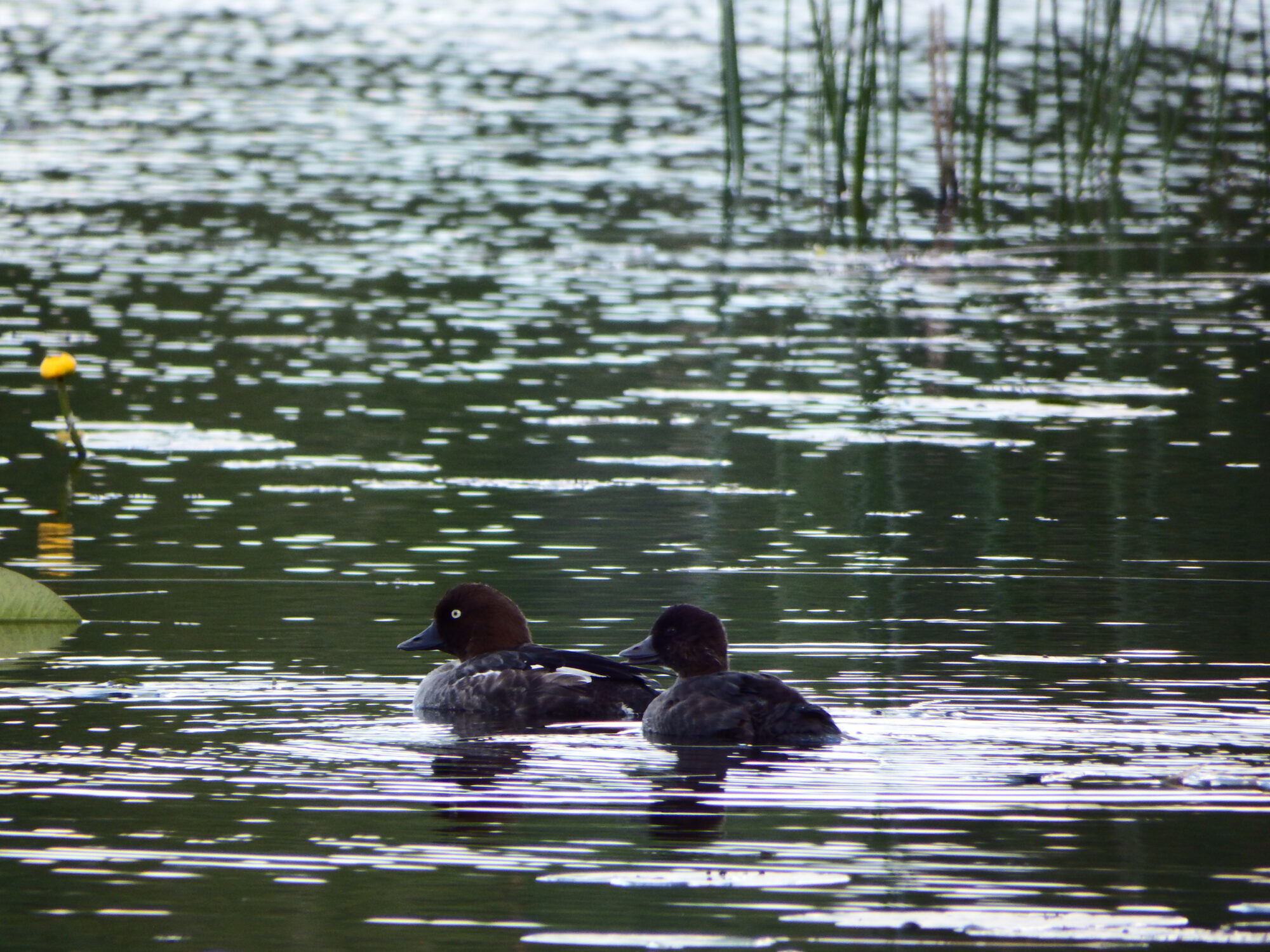 Valokuvaaja: Toni Asikainen