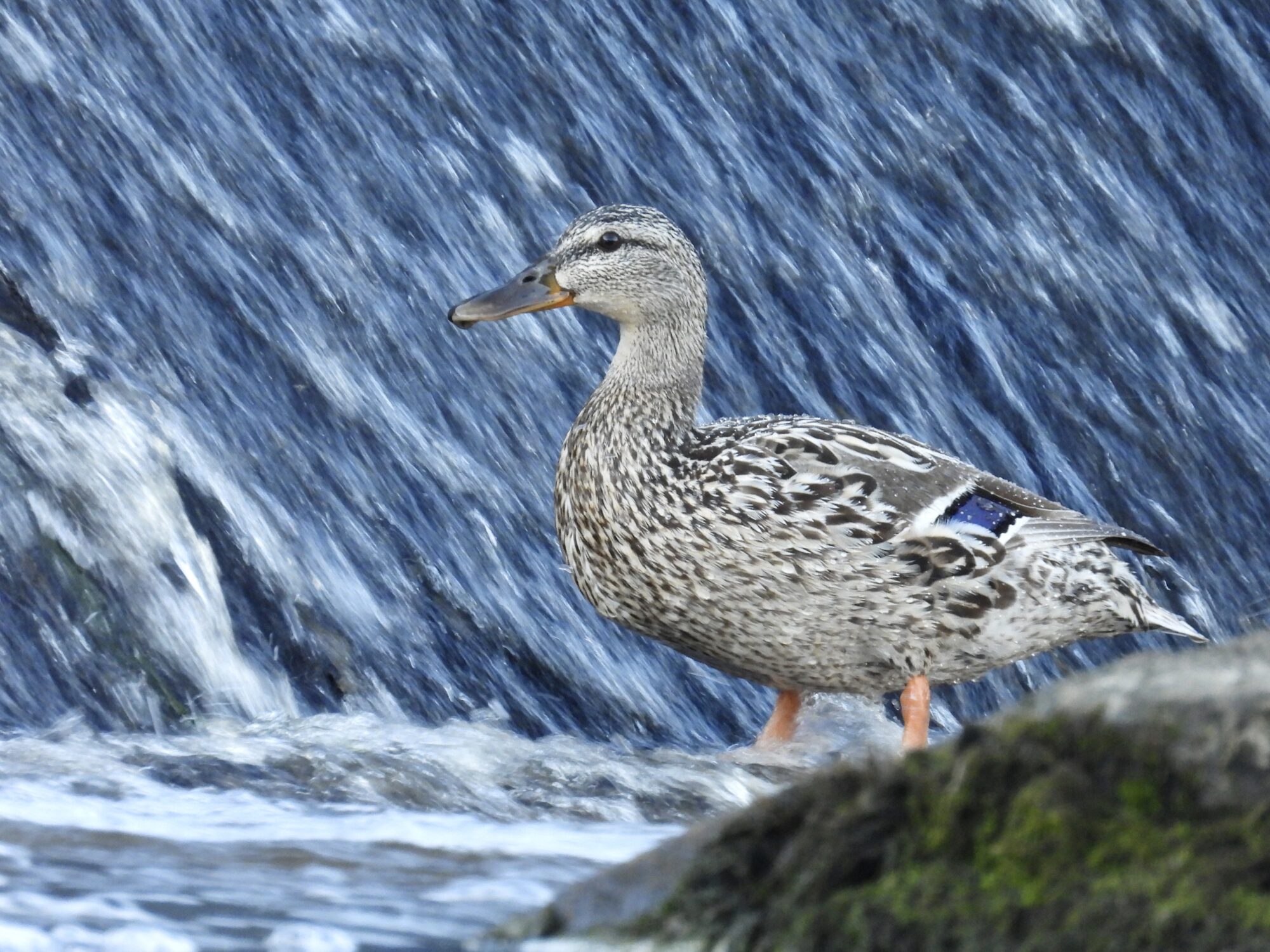 Valokuvaaja: Juhani Peltonen