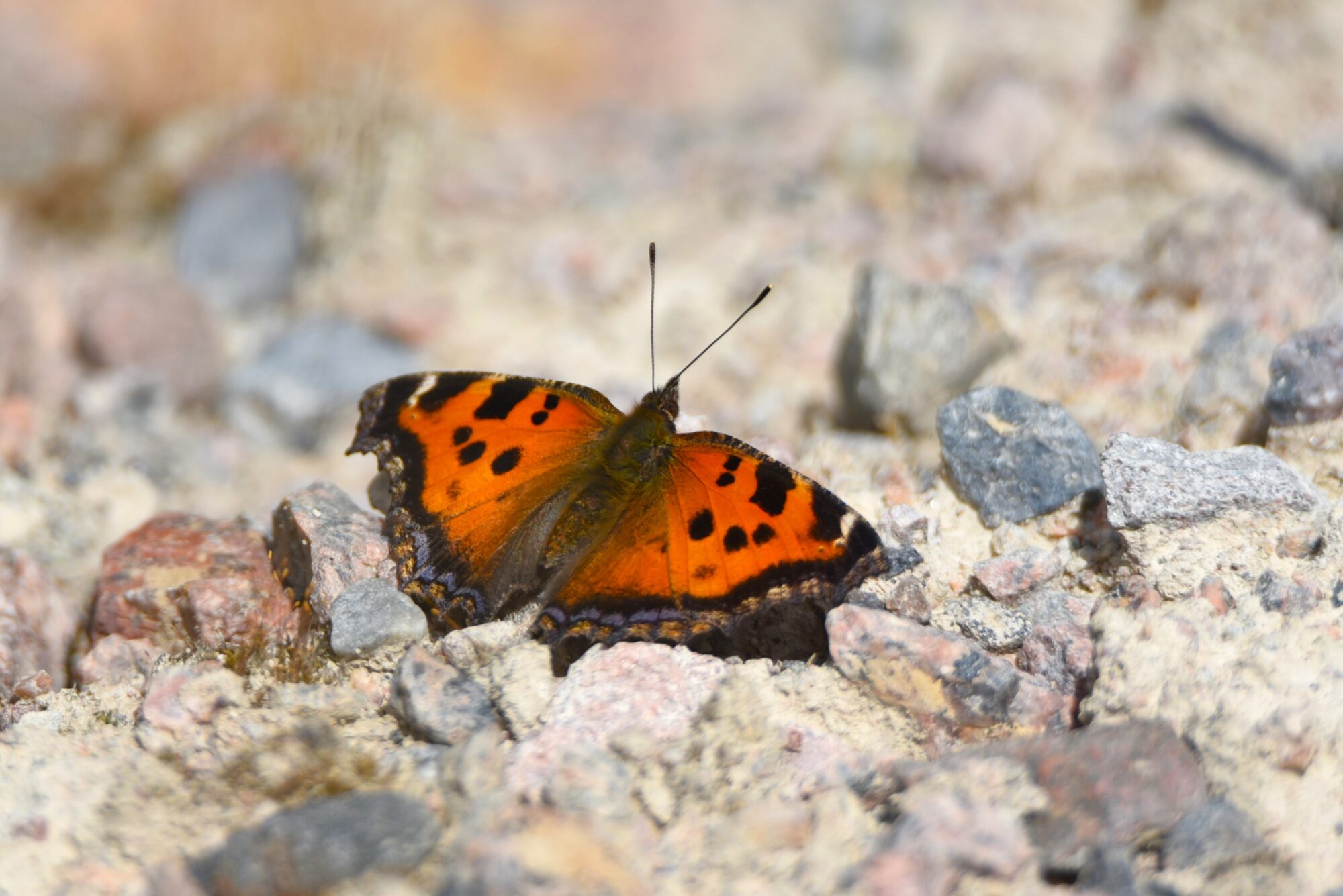 Valokuvaaja: Maarit Siitonen