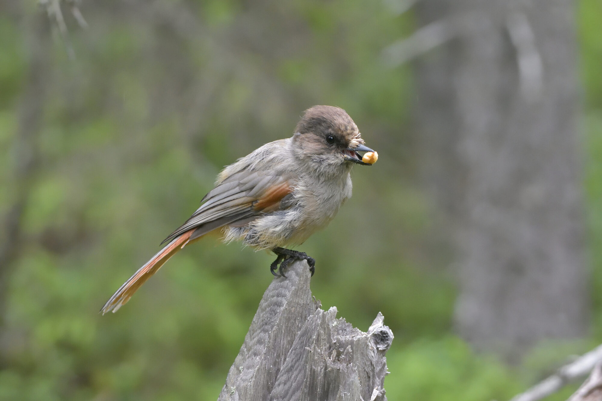 Valokuvaaja: Asko Heikkinen