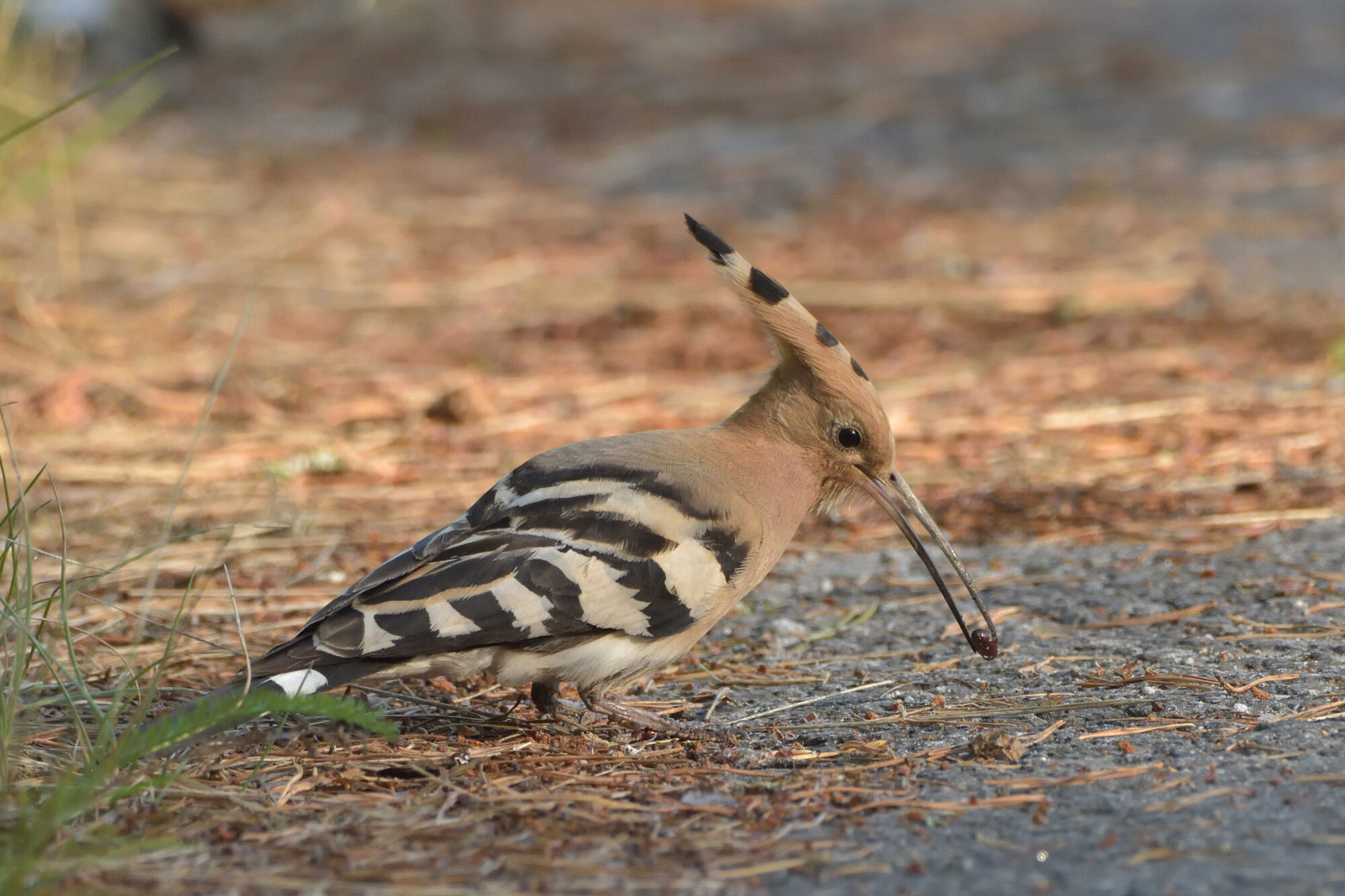 Valokuvaaja: Asko Heikkinen Valokuvaaja: Asko Heikkinen