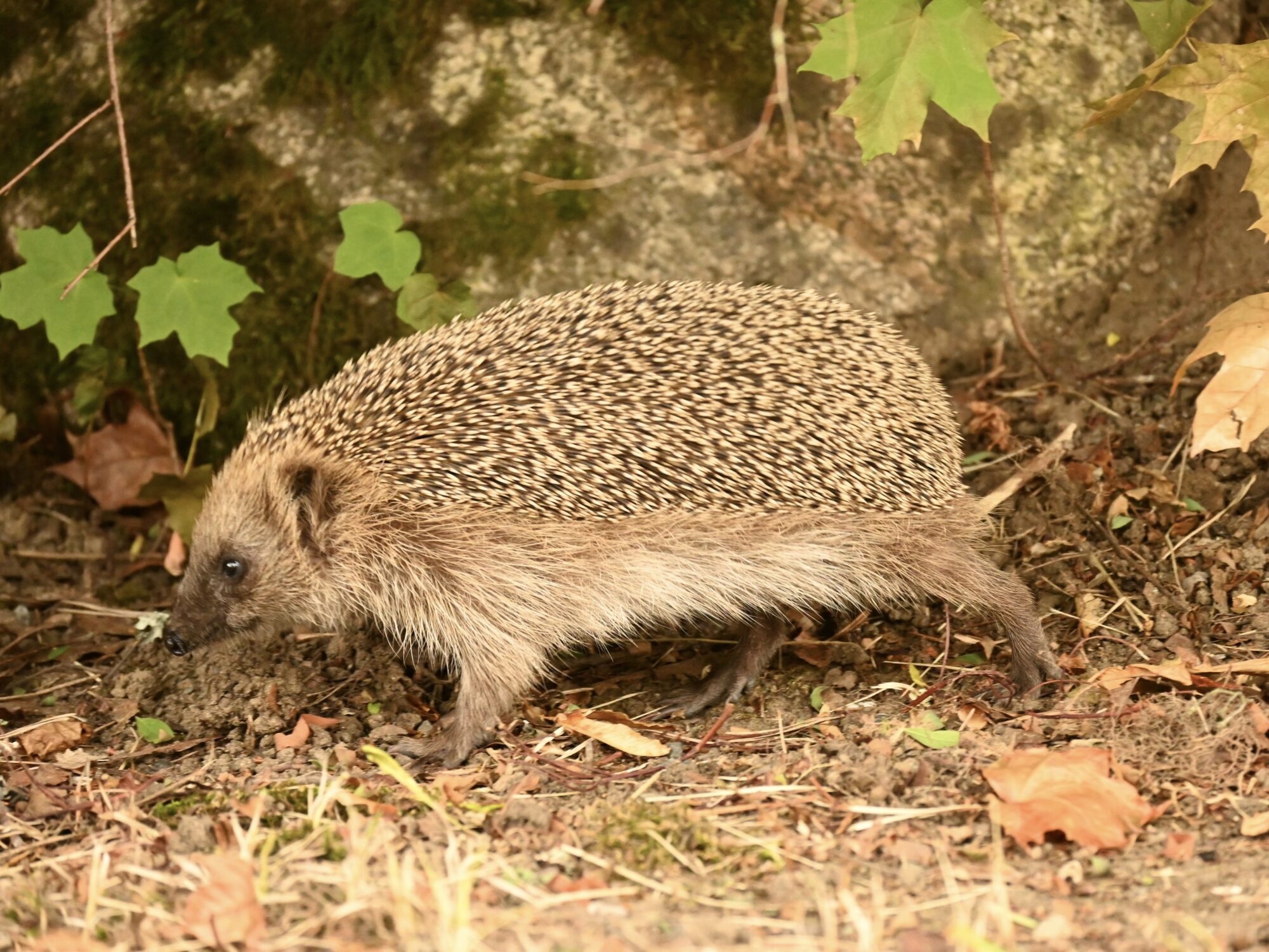 Valokuvaaja: Emilia Miettinen