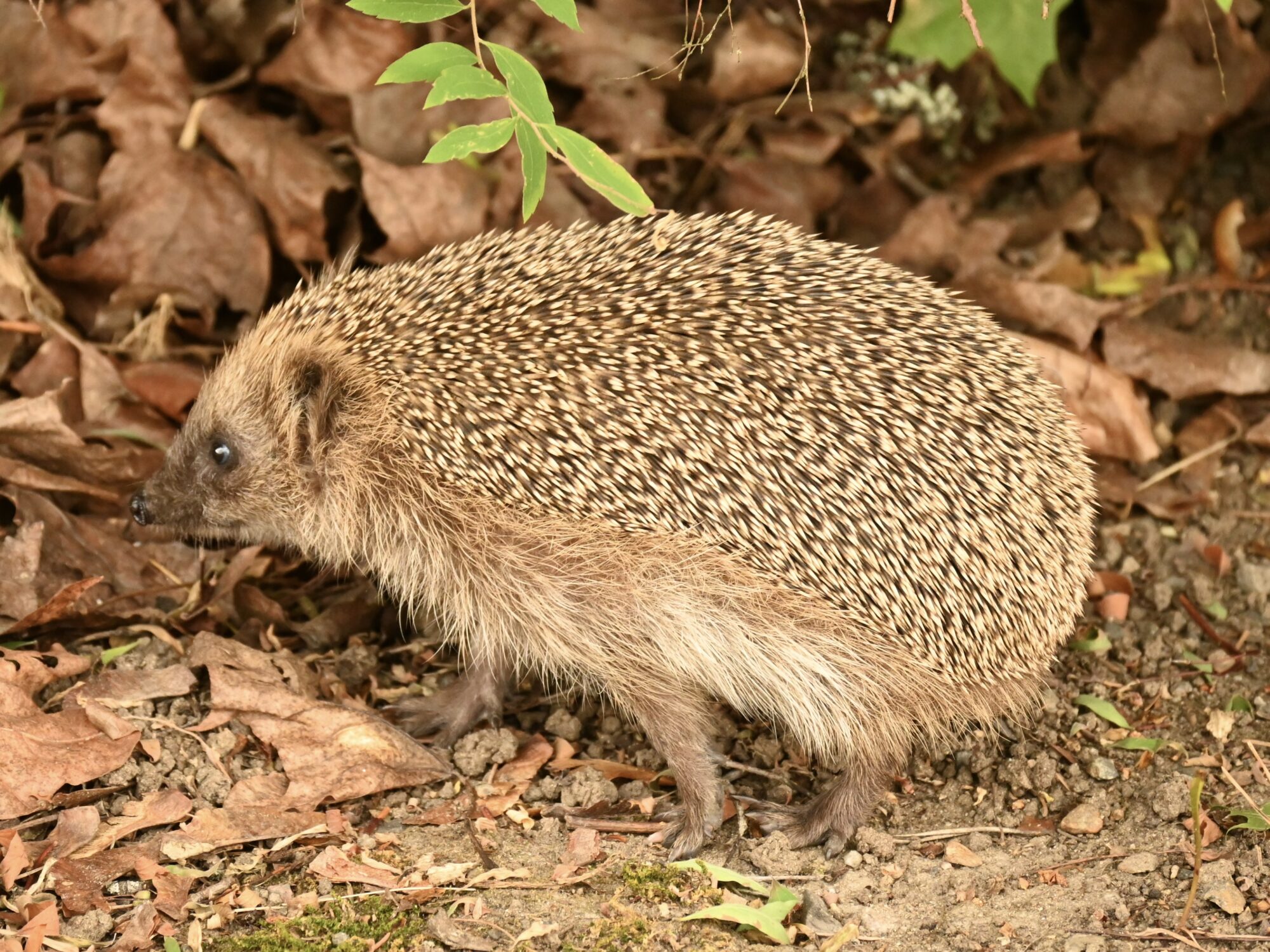 Valokuvaaja: Emilia Miettinen