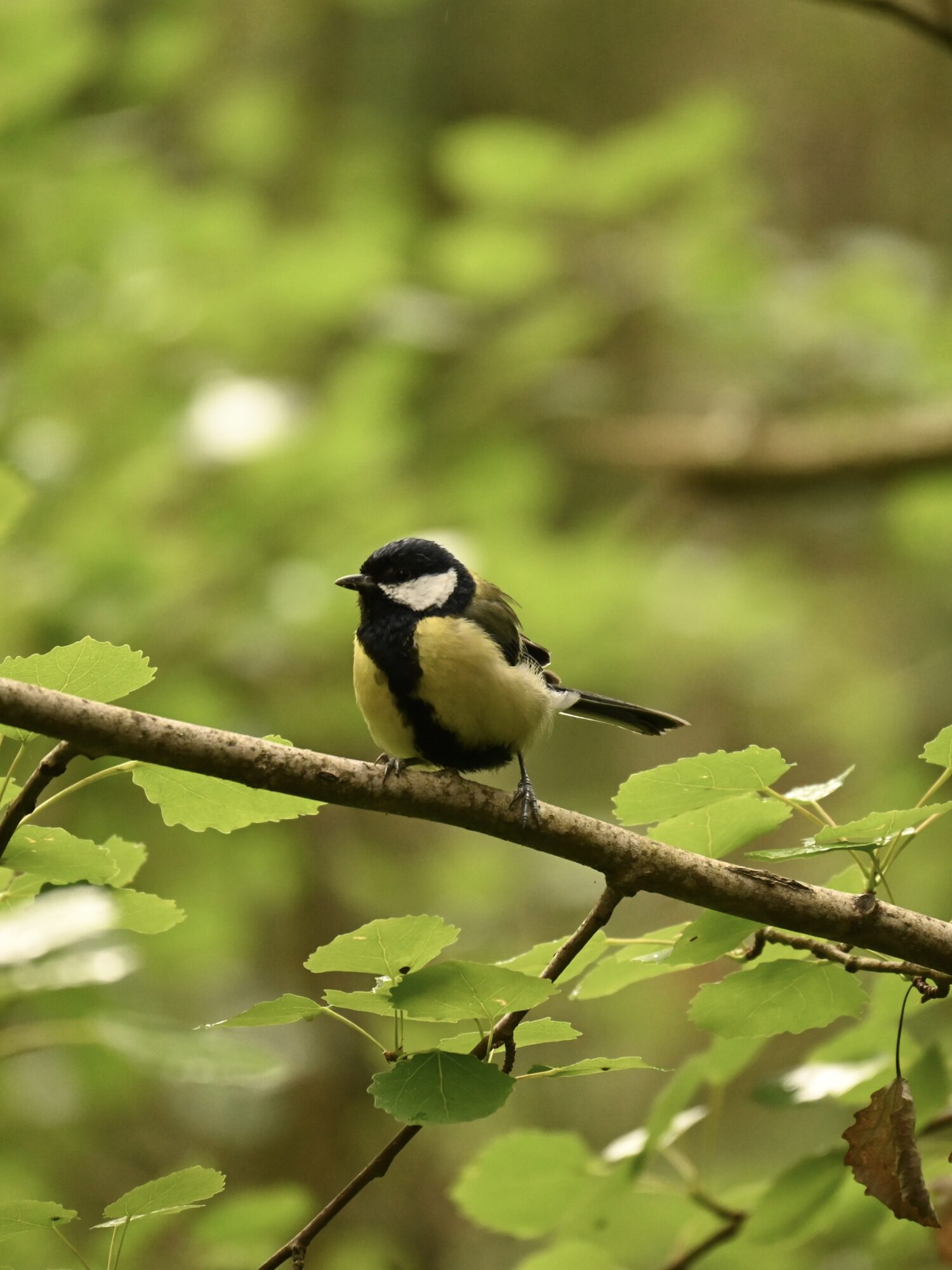 Valokuvaaja: Emilia Miettinen