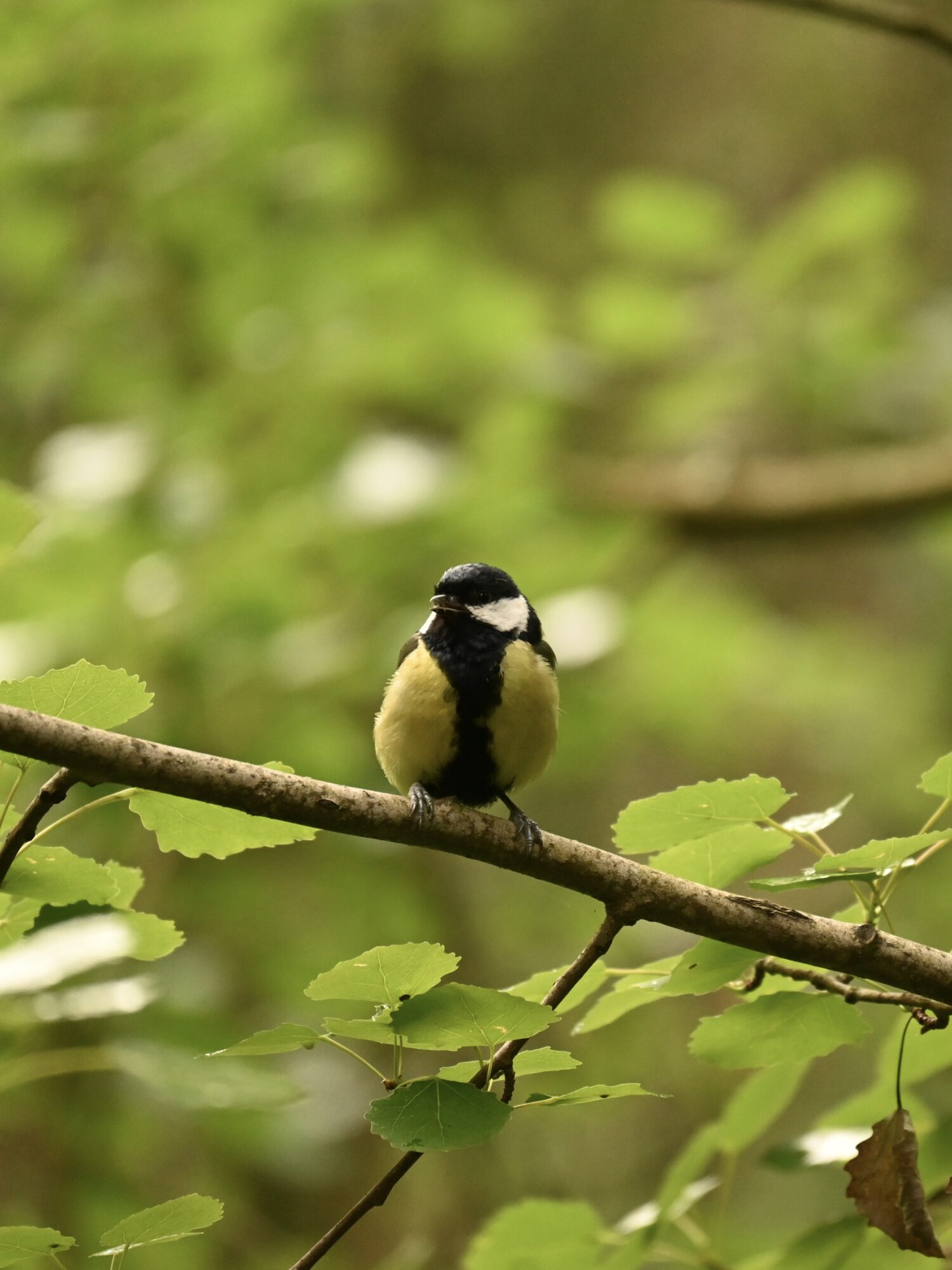 Valokuvaaja: Emilia Miettinen Valokuvaaja: Emilia Miettinen