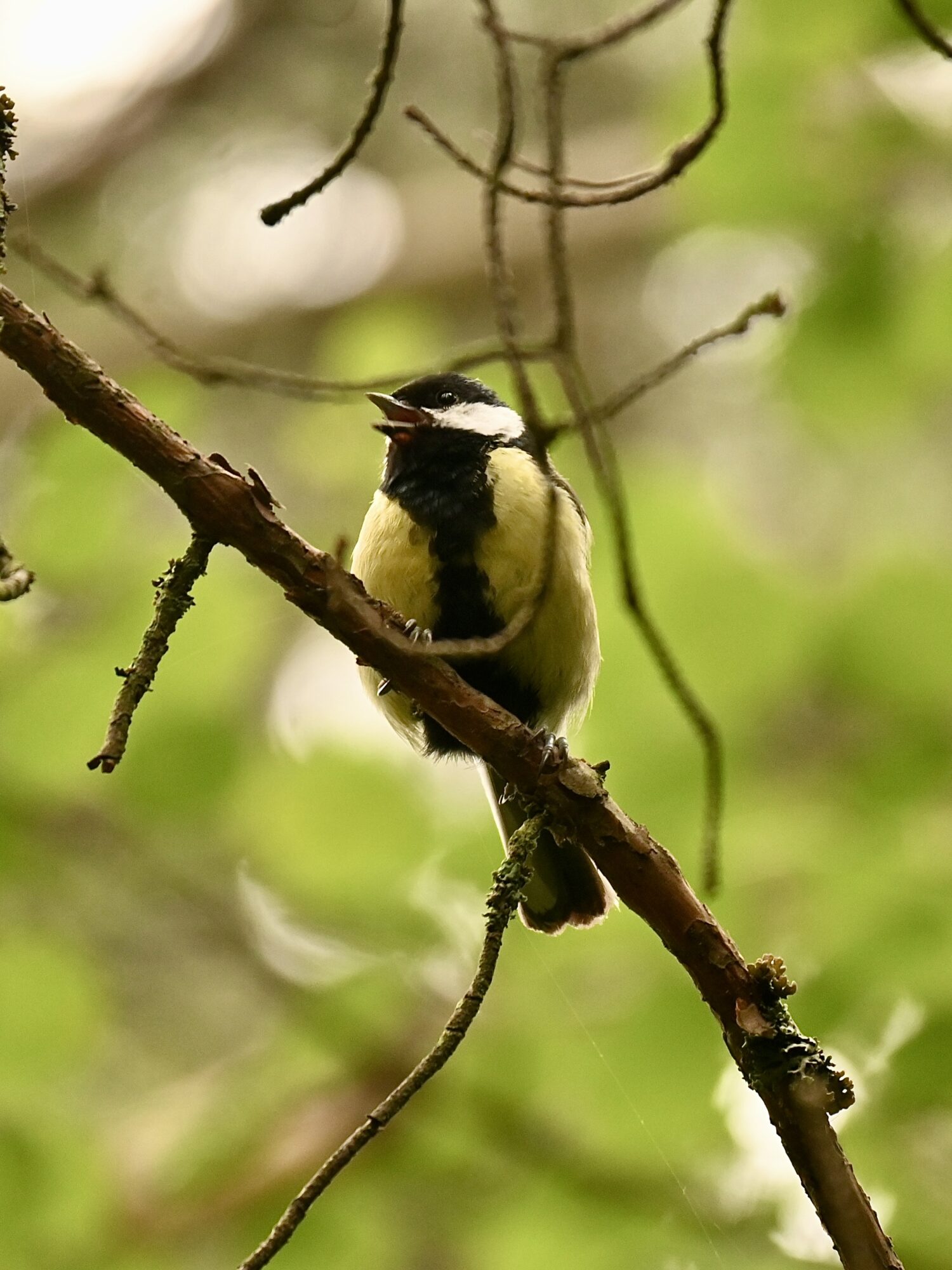 Valokuvaaja: Emilia Miettinen