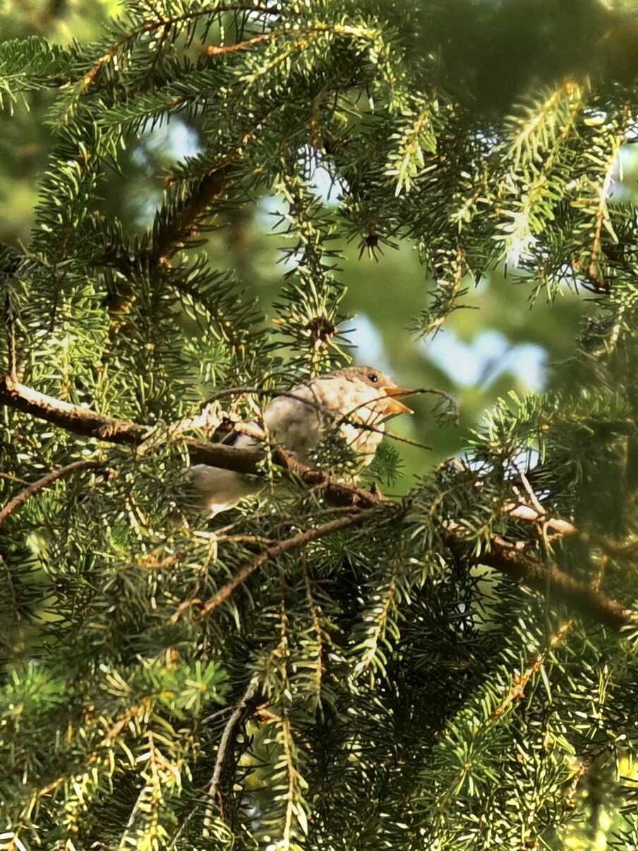 Valokuvaaja: Emilia Miettinen