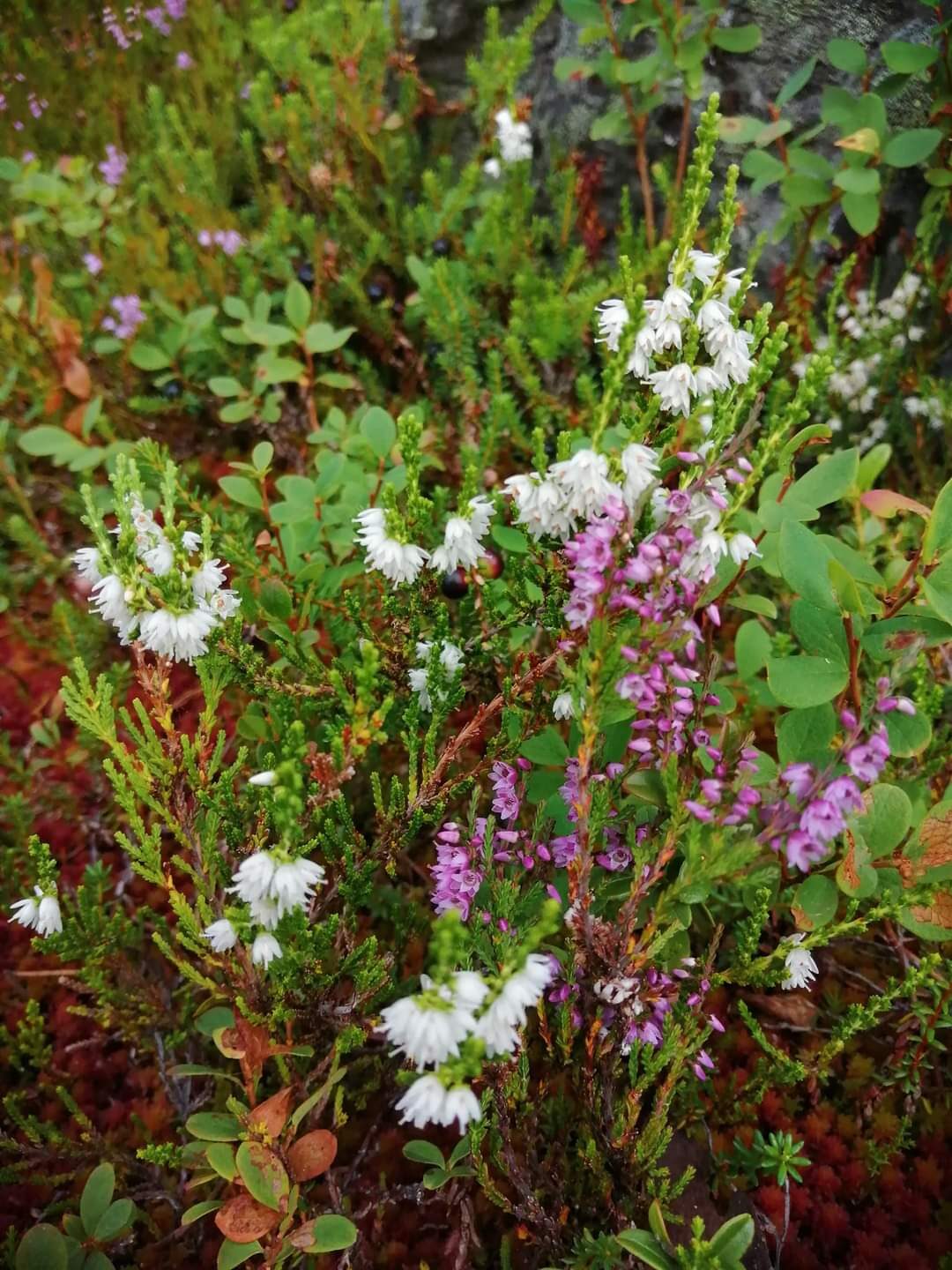 Valokuvaaja: Leila Lampinen Valokuvaaja: Leila Lampinen
