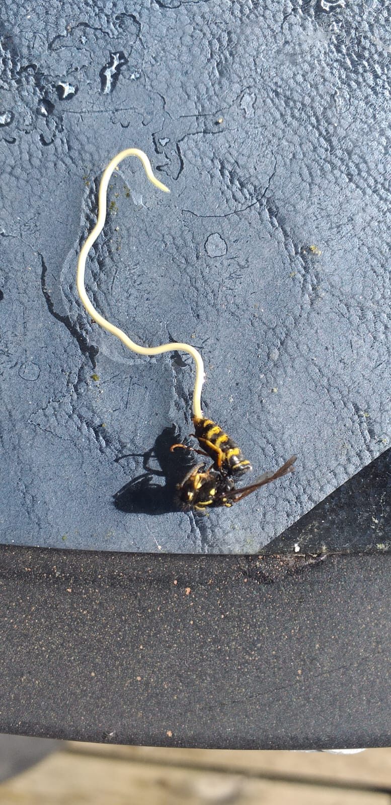 Valokuvaaja: Kaarina Heiskanen