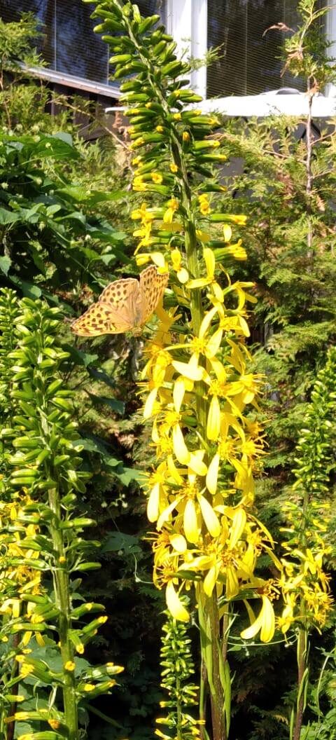 Valokuvaaja: Timo Saraniemi