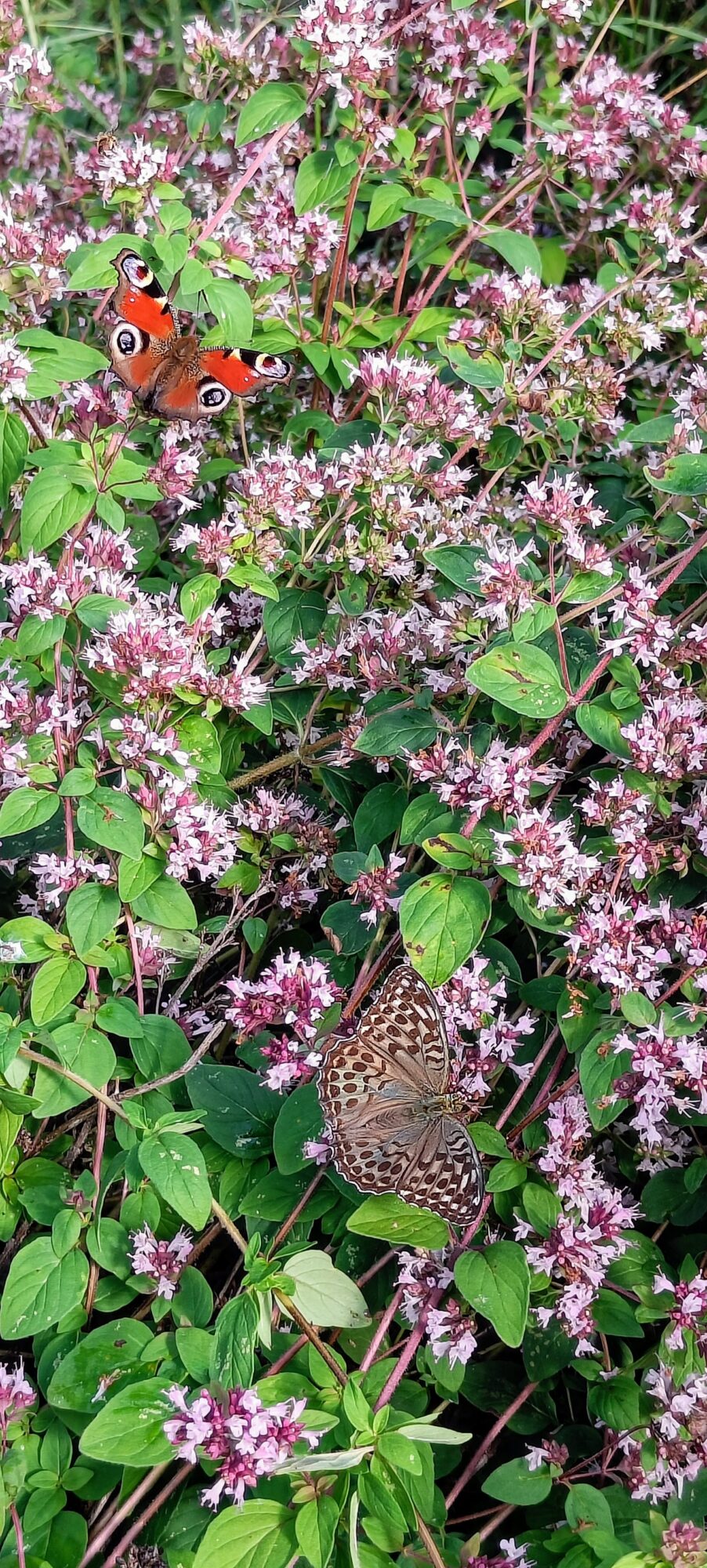 Valokuvaaja: Eeva Hallantie