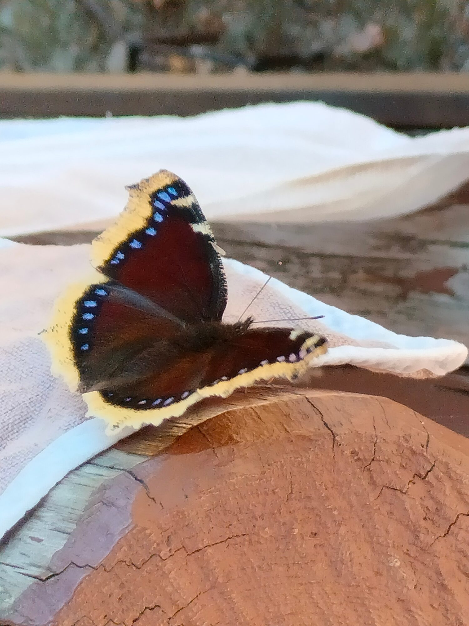 Valokuvaaja: Erja Starck