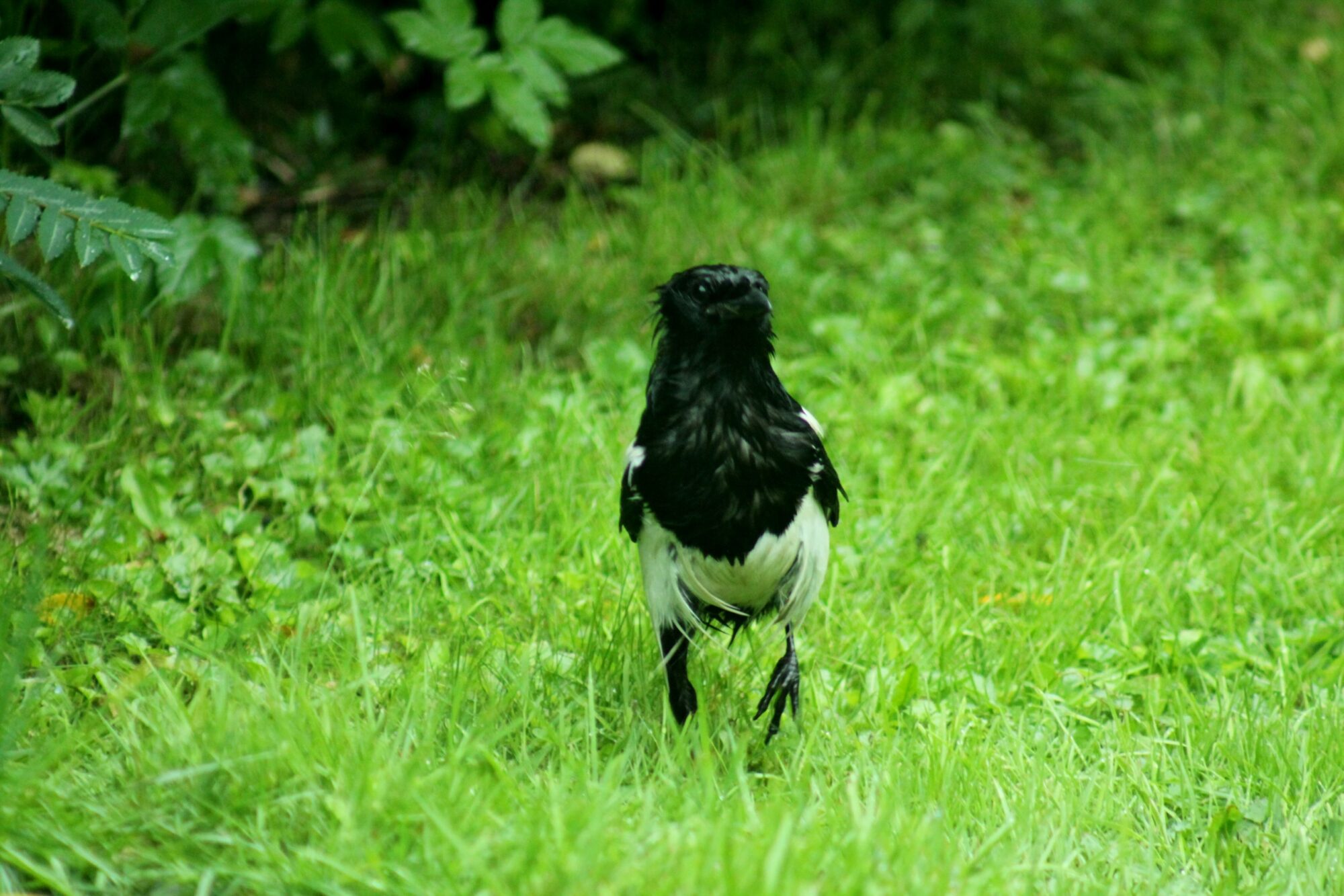 Valokuvaaja: Pirkko Siukonen