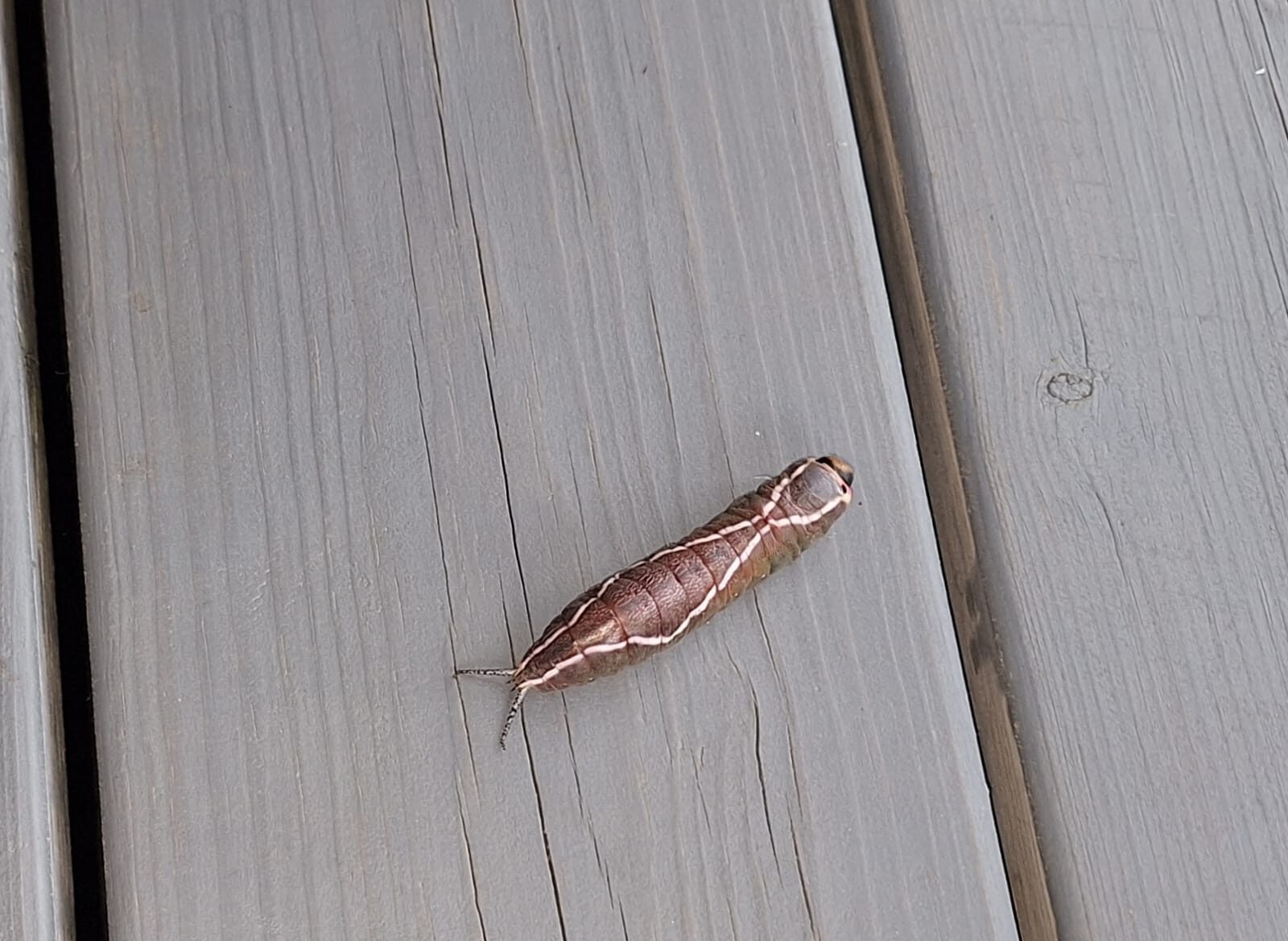 Valokuvaaja: Päivi Kontola