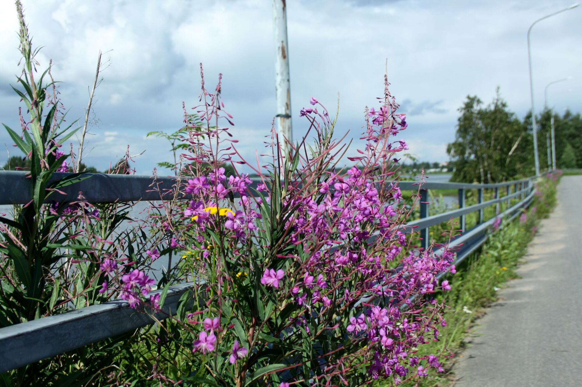 Valokuvaaja: Pirkko Siukonen