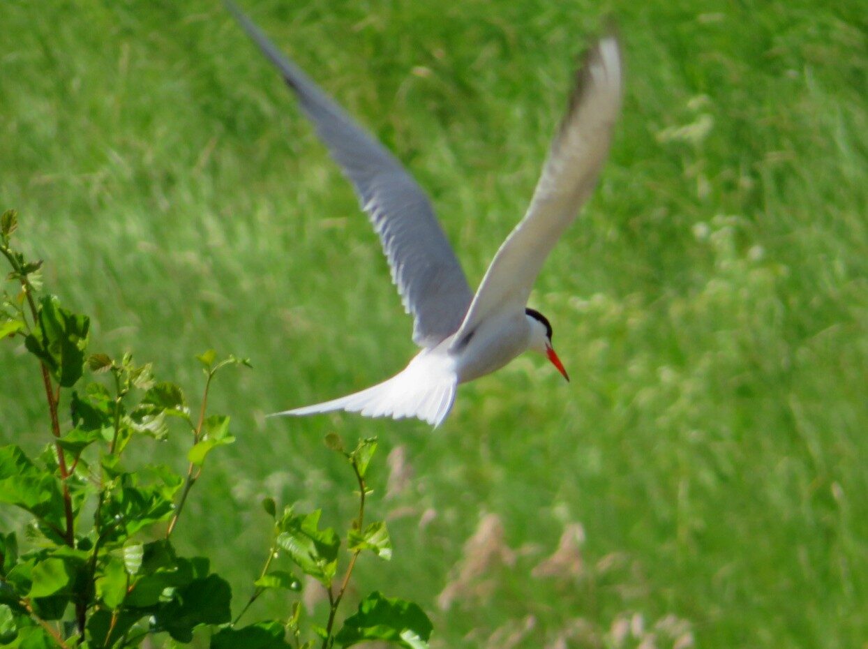 Valokuvaaja: Risto Kangassalo