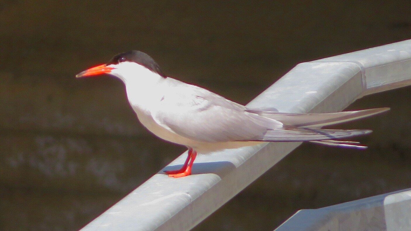 Valokuvaaja: Risto Kangassalo