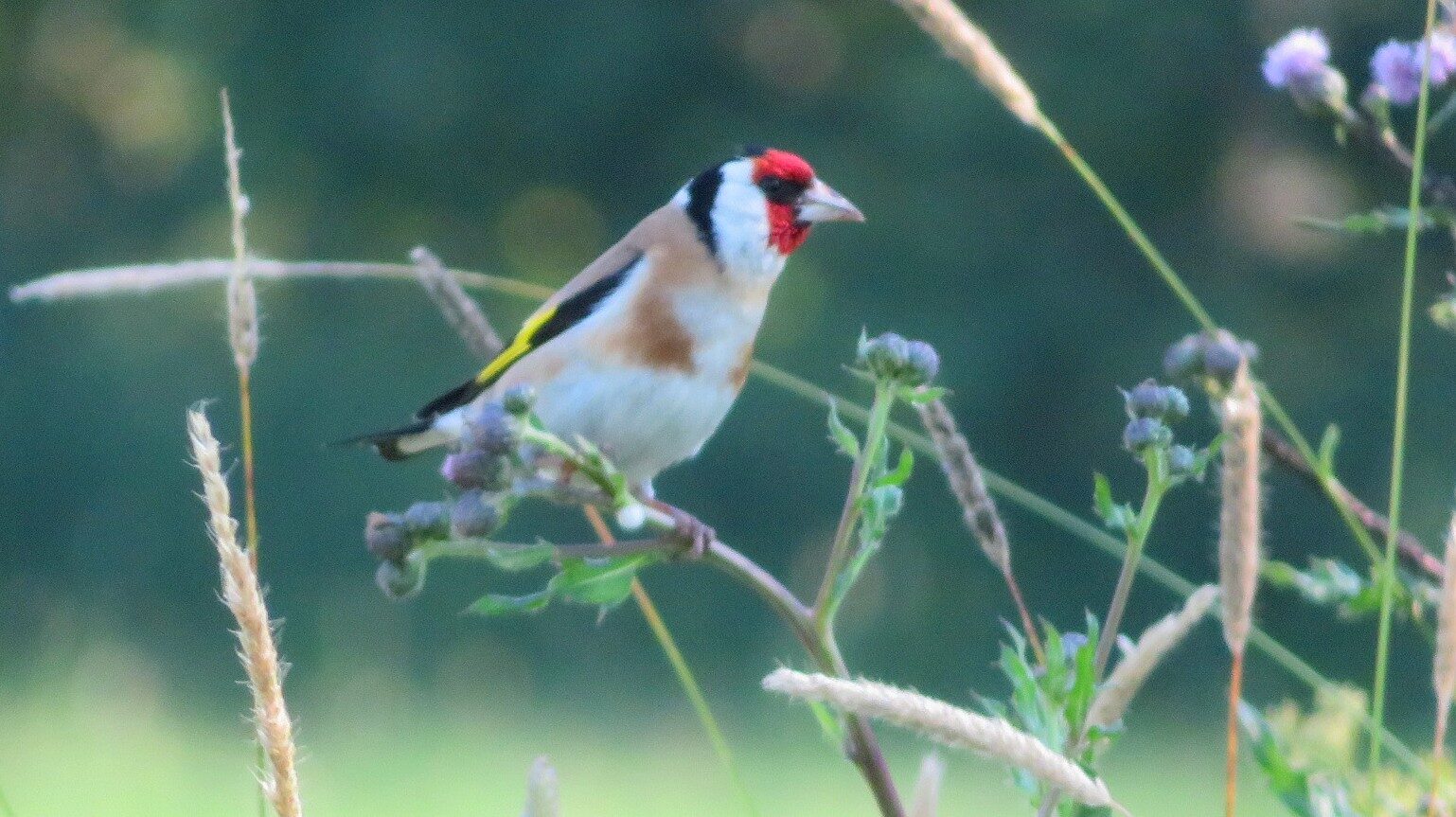 Valokuvaaja: Risto Kangassalo