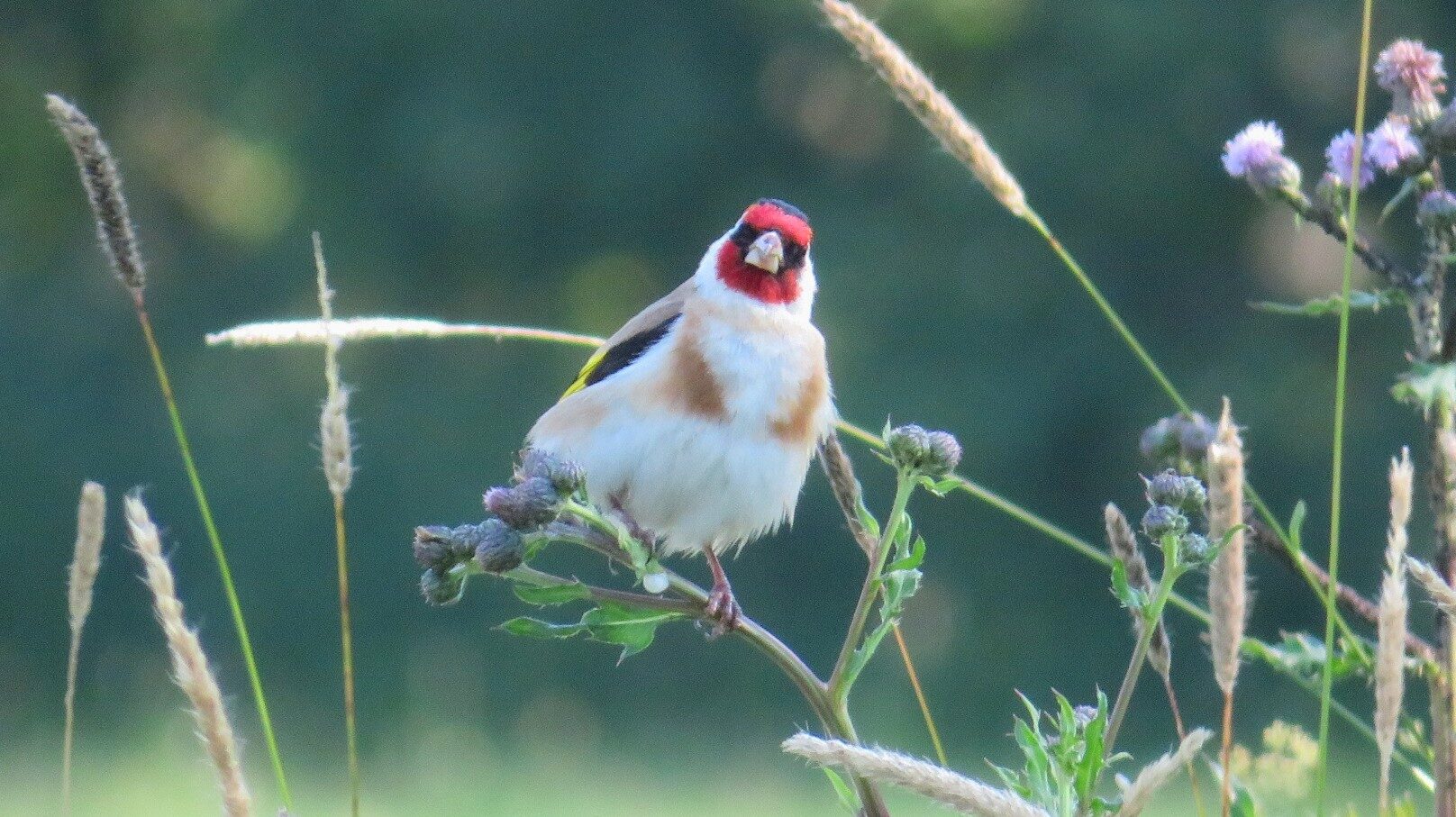 Valokuvaaja: Risto Kangassalo