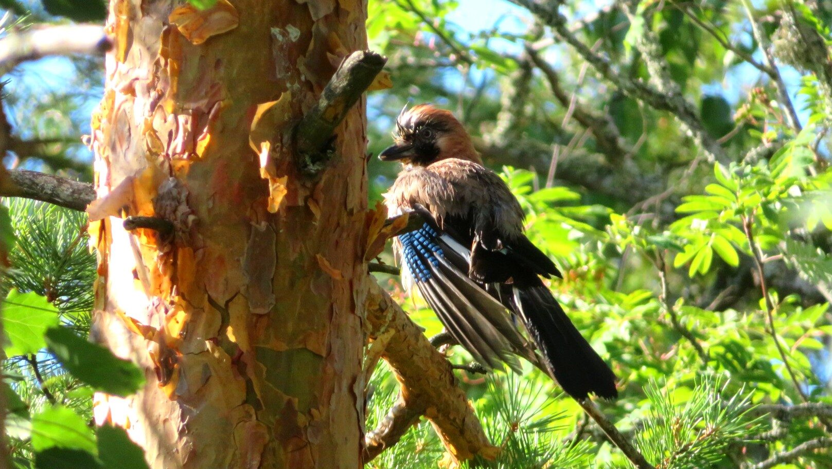 Valokuvaaja: Risto Kangassalo