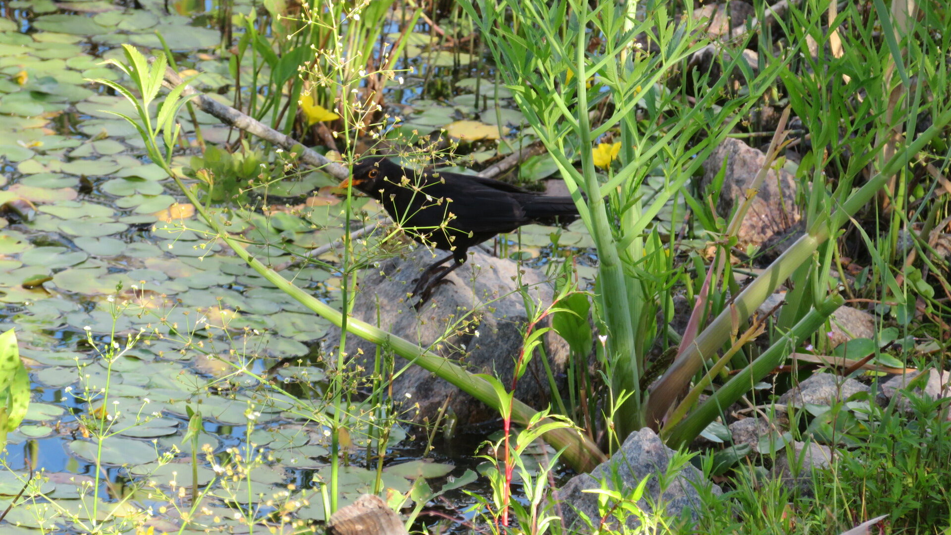 Valokuvaaja: Risto Kangassalo