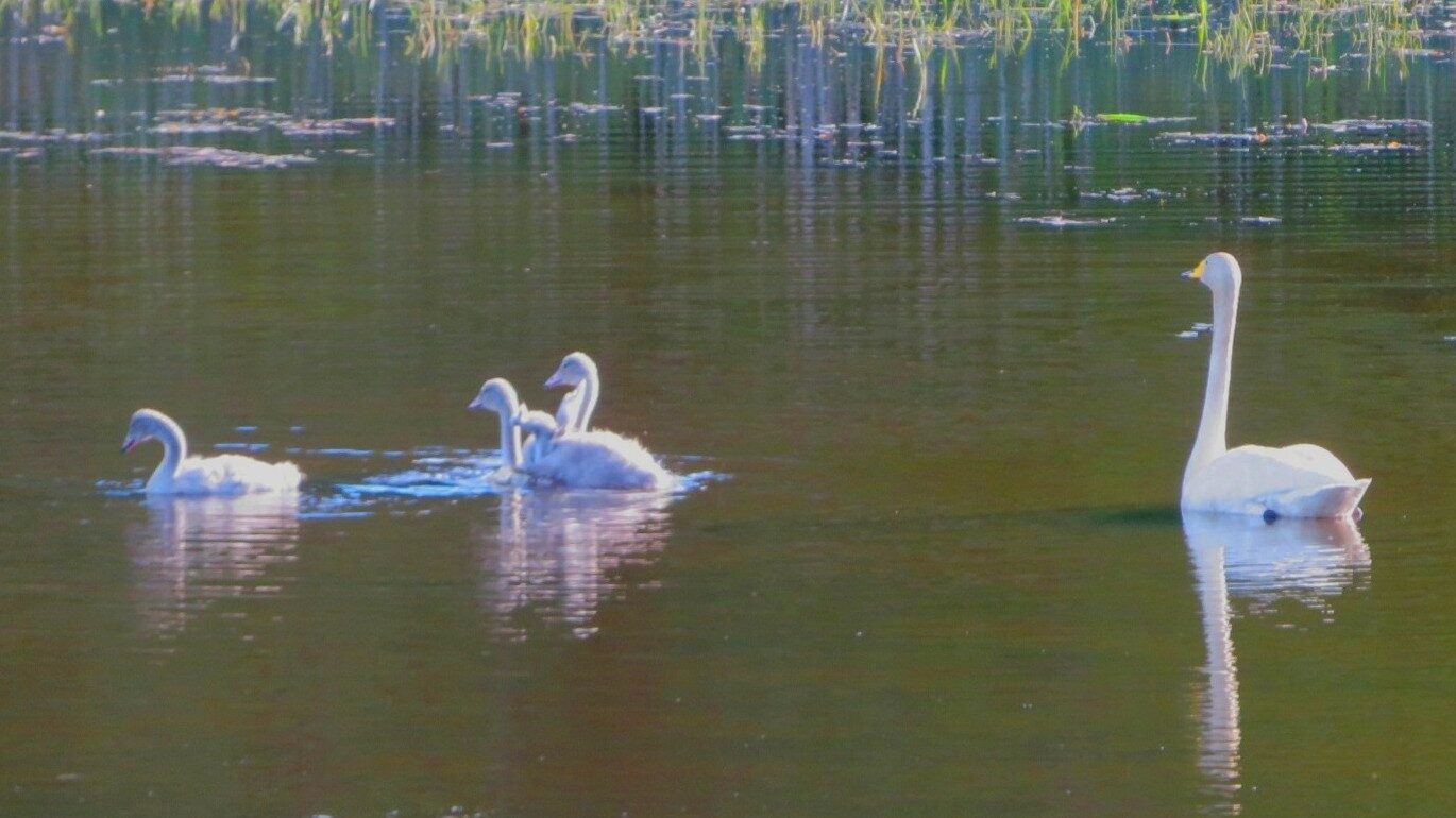 Valokuvaaja: Risto Kangassalo