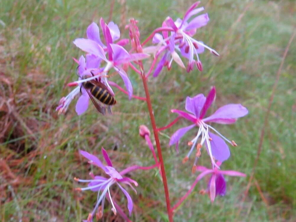 Valokuvaaja: Risto Kangassalo