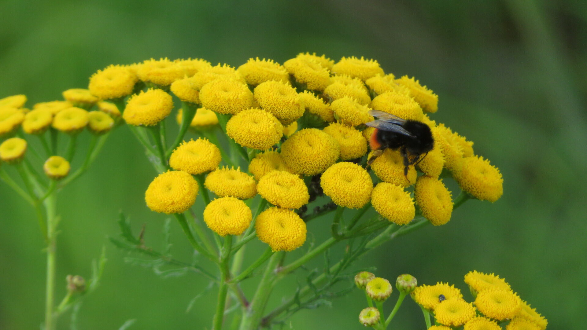 Valokuvaaja: Risto Kangassalo