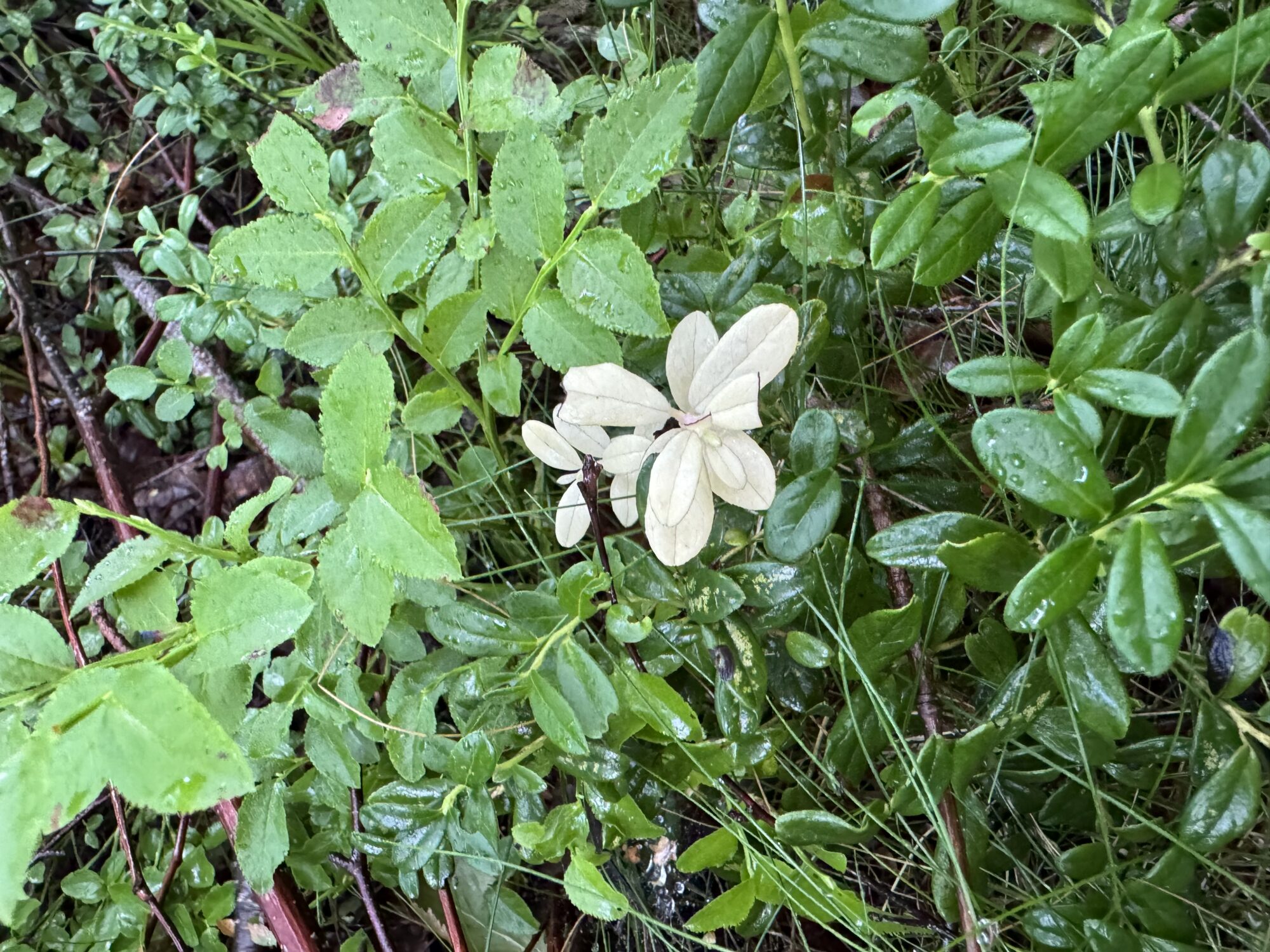 Valokuvaaja: Krista Gustafsson Valokuvaaja: Krista Gustafsson