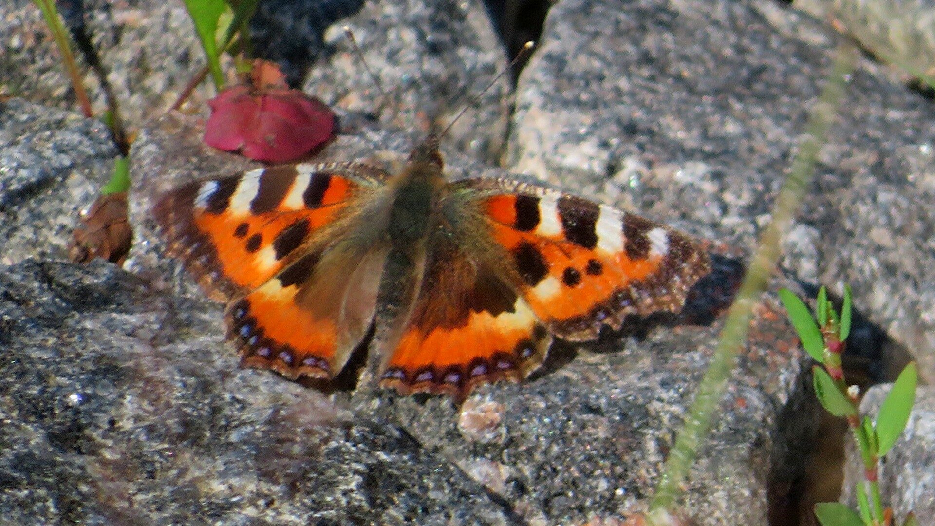 Valokuvaaja: Risto Kangassalo