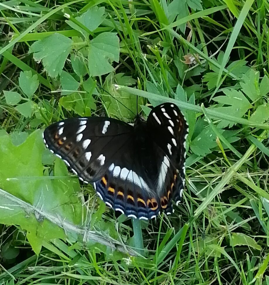 Valokuvaaja: Teija Nevala Valokuvaaja: Teija Nevala