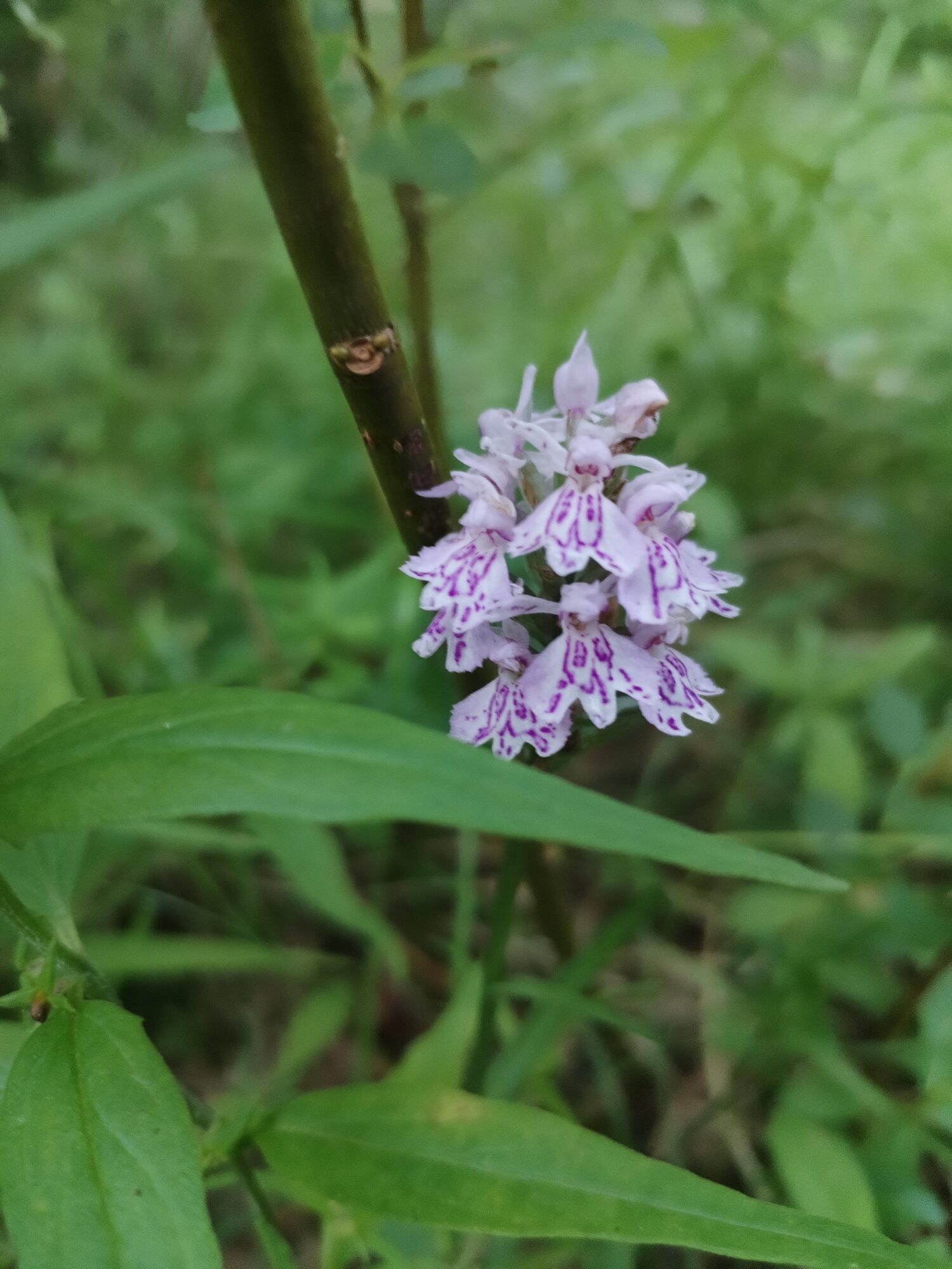Valokuvaaja: Satu Lindell