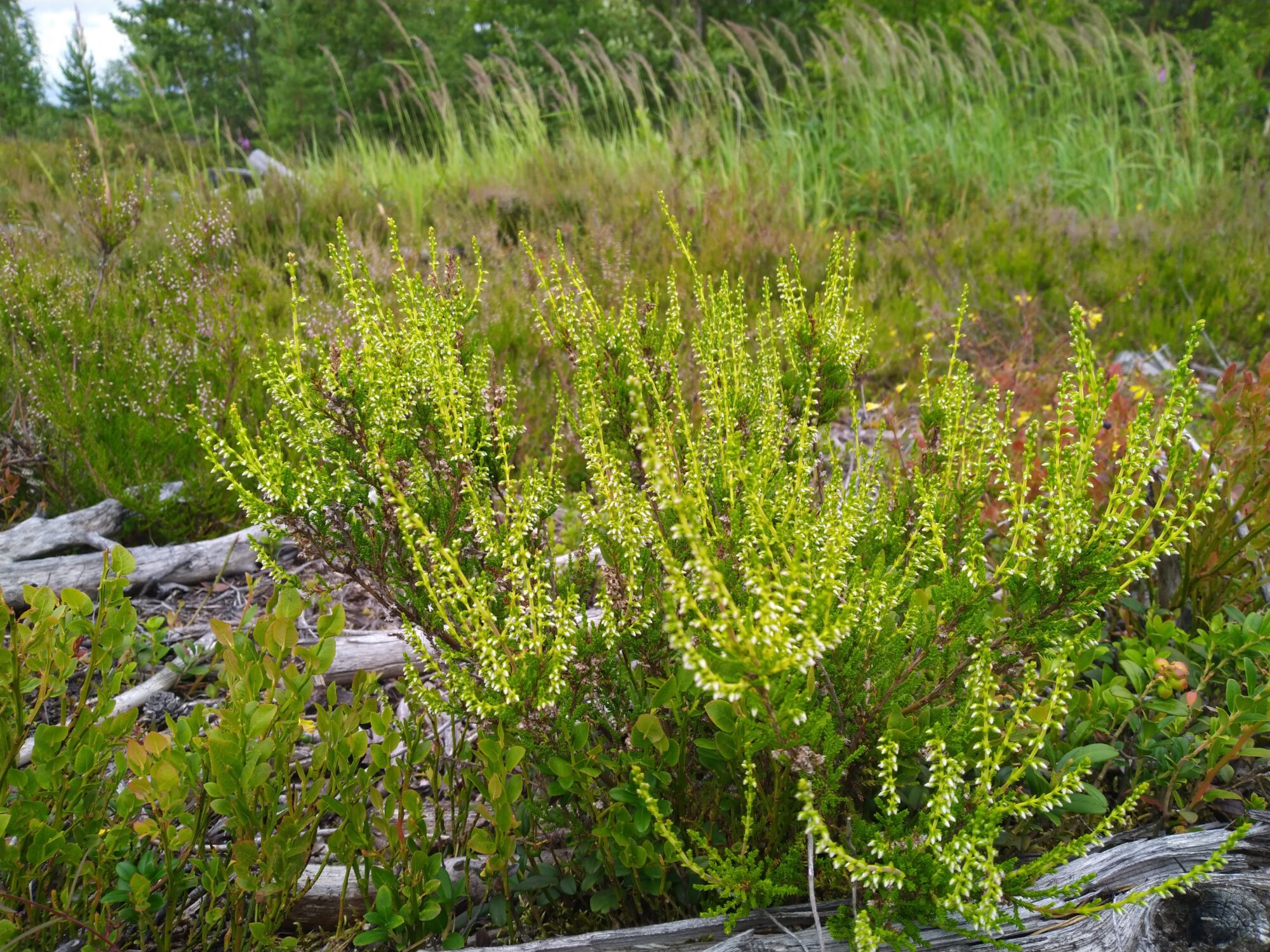 Valokuvaaja: Pauli Rissanen