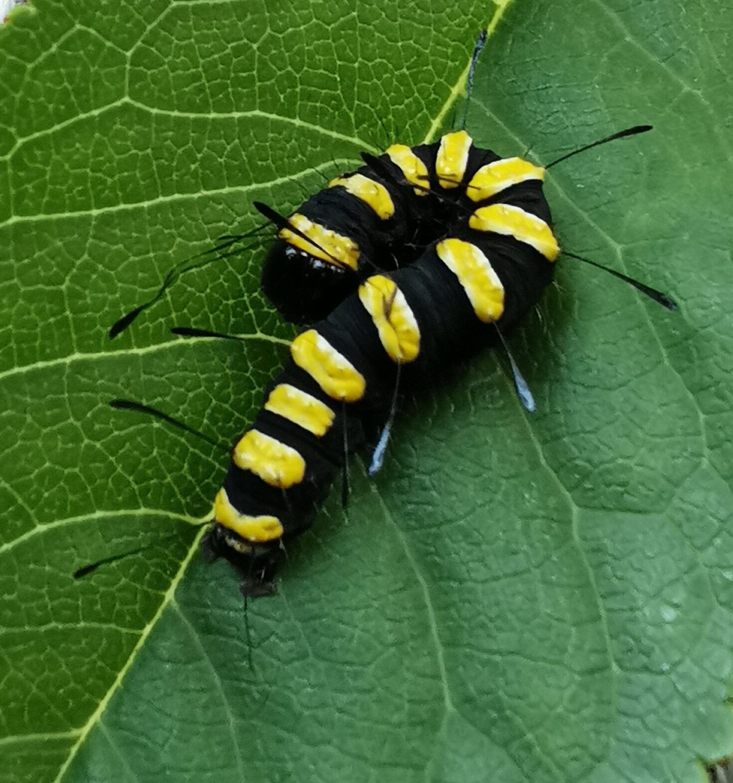 Valokuvaaja: Inga Pyykkö