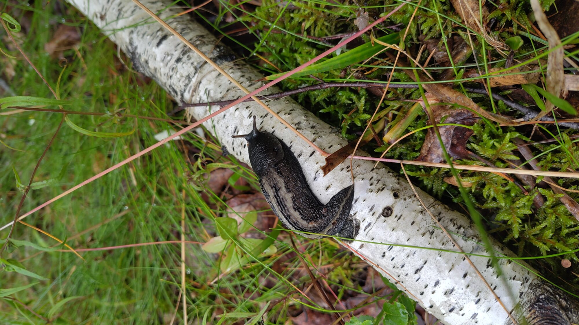 Valokuvaaja: Ville Gustafsson