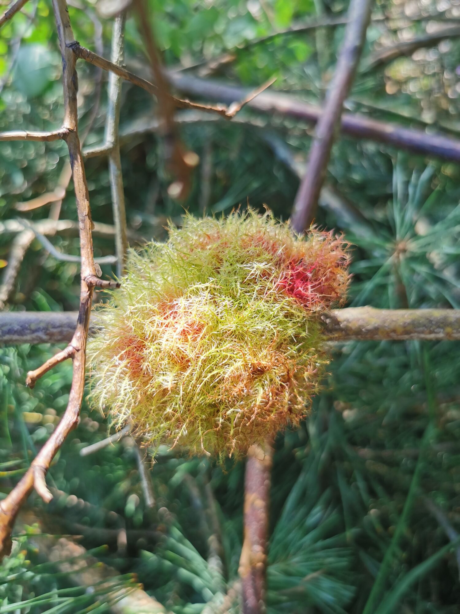 Valokuvaaja: Inga Pyykkö