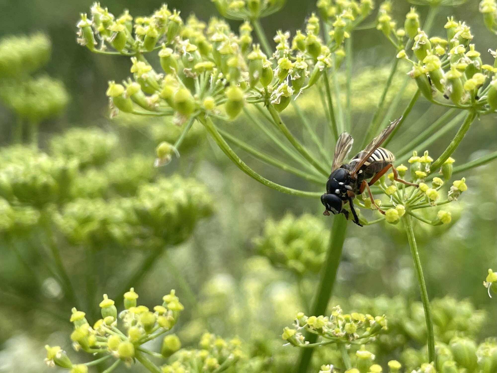 Valokuvaaja: Liisa Niiva-Korpela