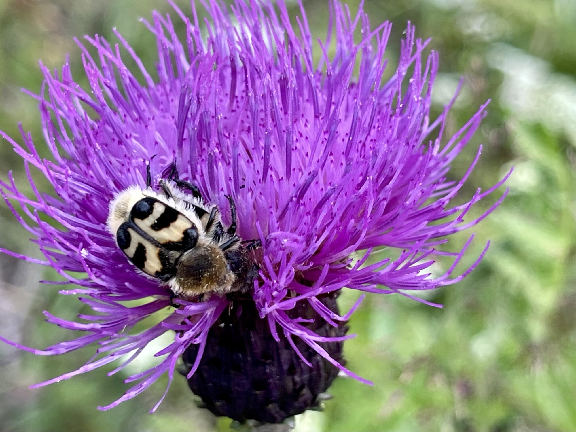 Valokuvaaja: Liisa Niiva-Korpela