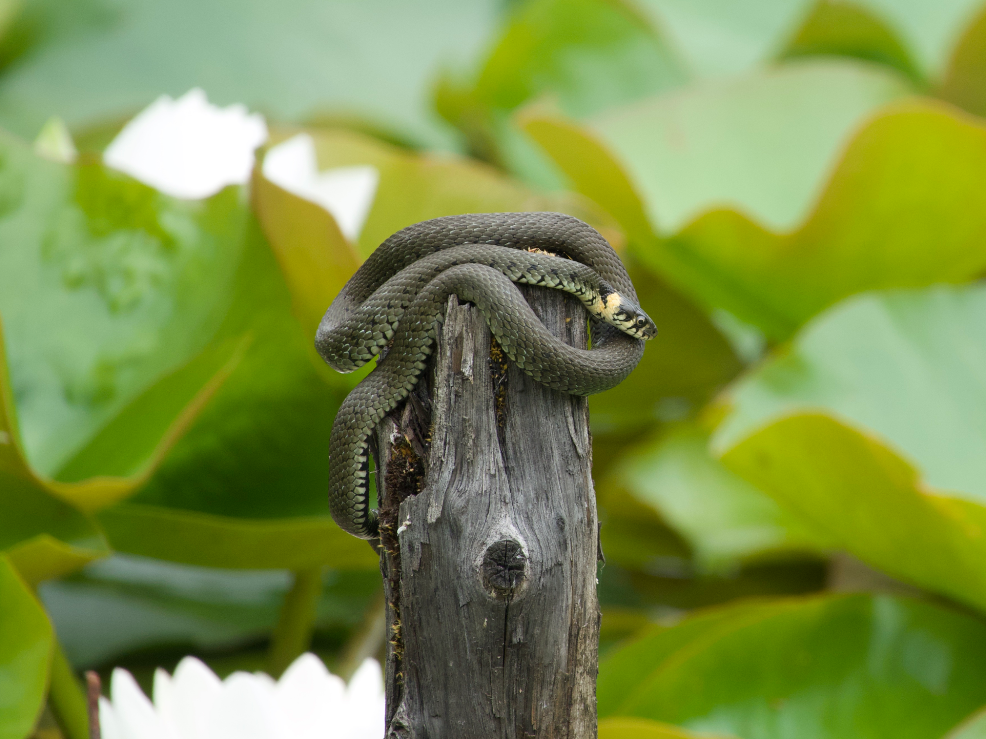 Valokuvaaja: Juha Naukkarinen Valokuvaaja: Juha Naukkarinen