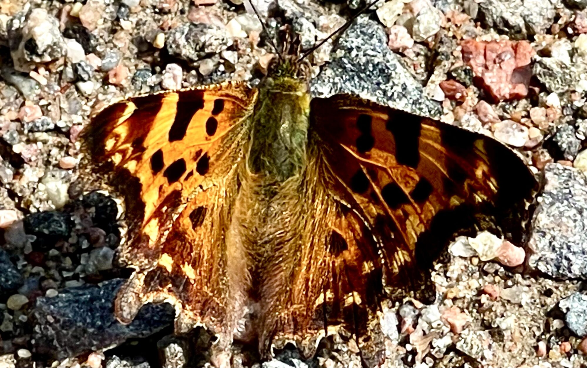 Valokuvaaja: Liisa Niiva-Korpela