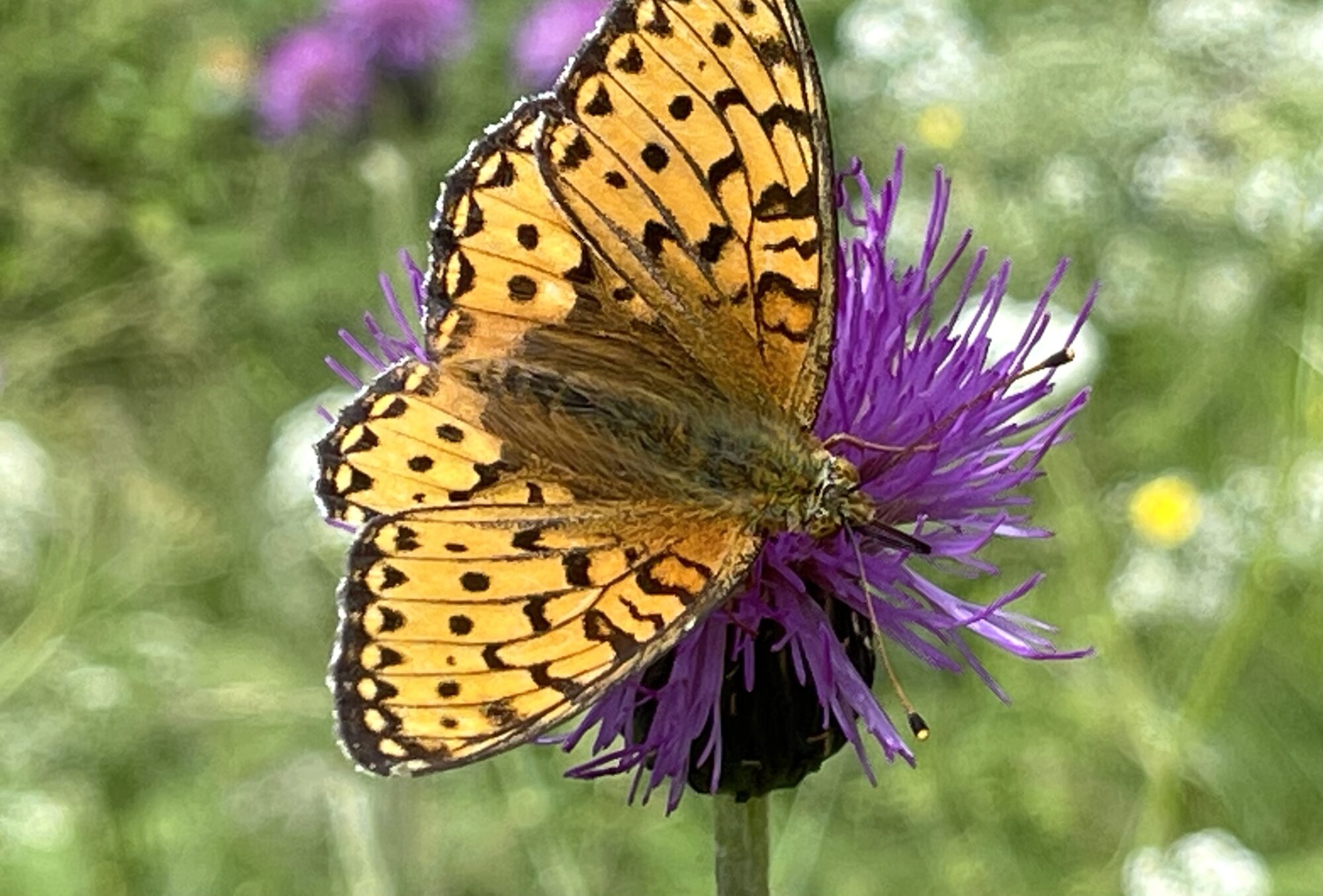 Valokuvaaja: Liisa Niiva-Korpela