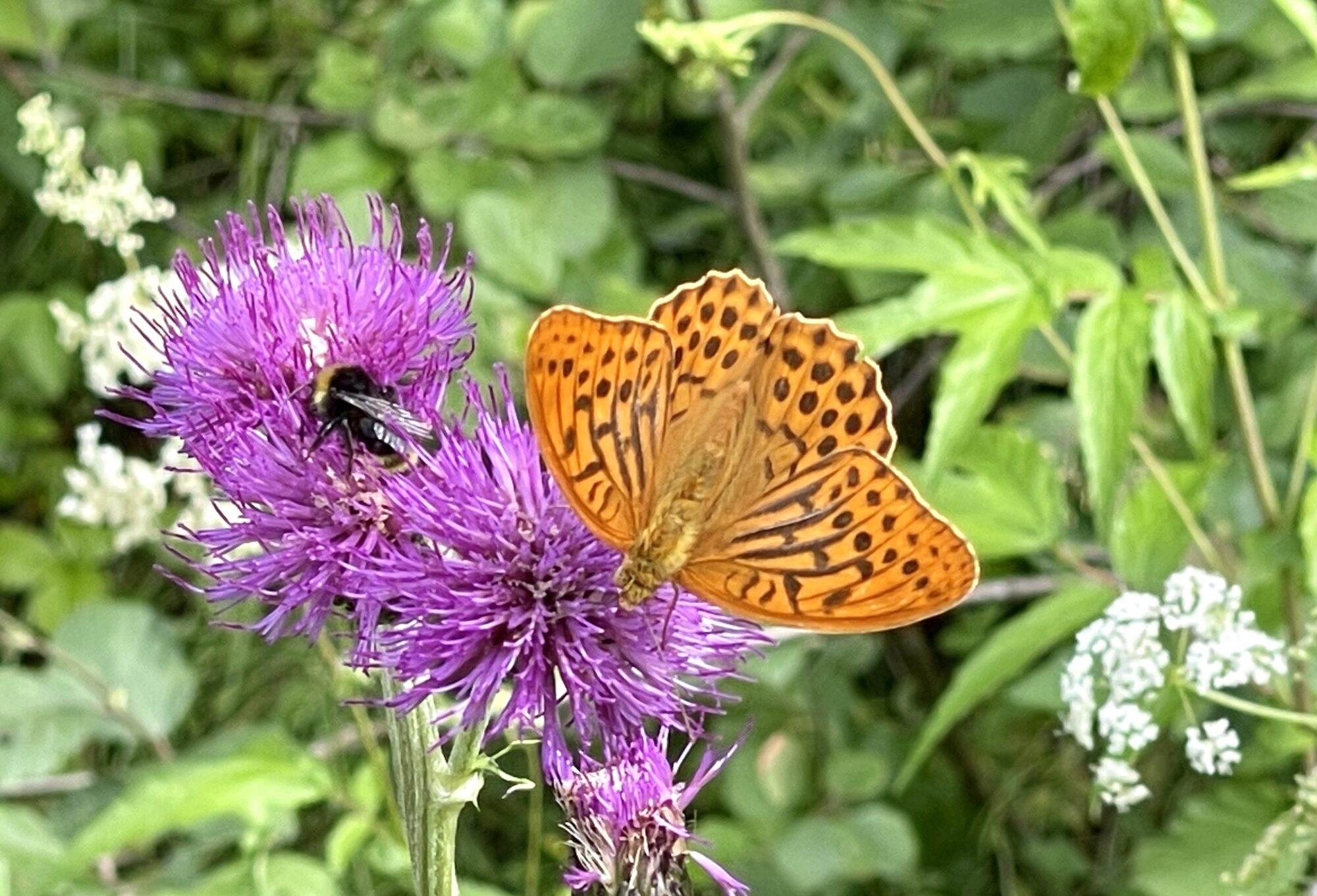 Valokuvaaja: Liisa Niiva-Korpela