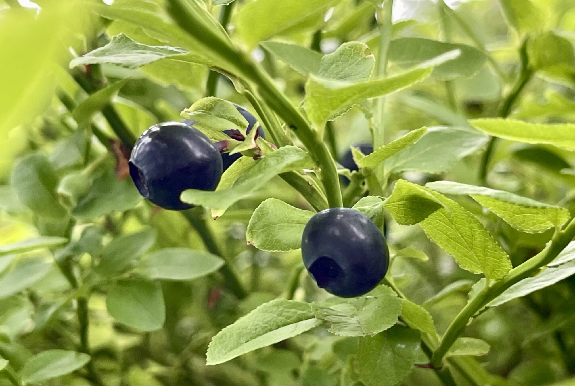 Valokuvaaja: Liisa Niiva-Korpela