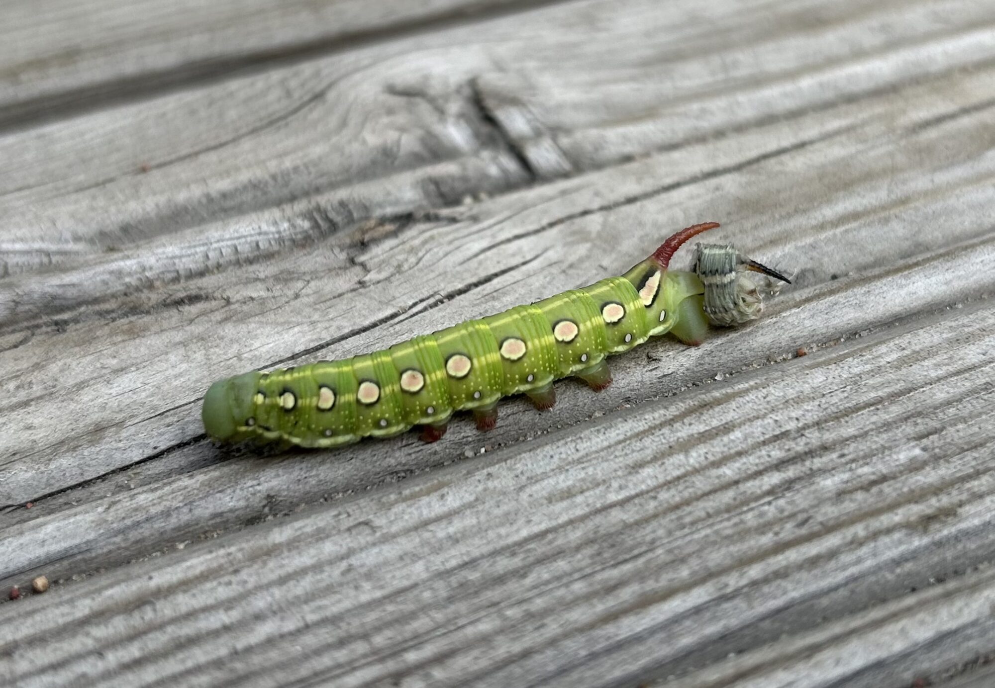 Valokuvaaja: Mira Ahola