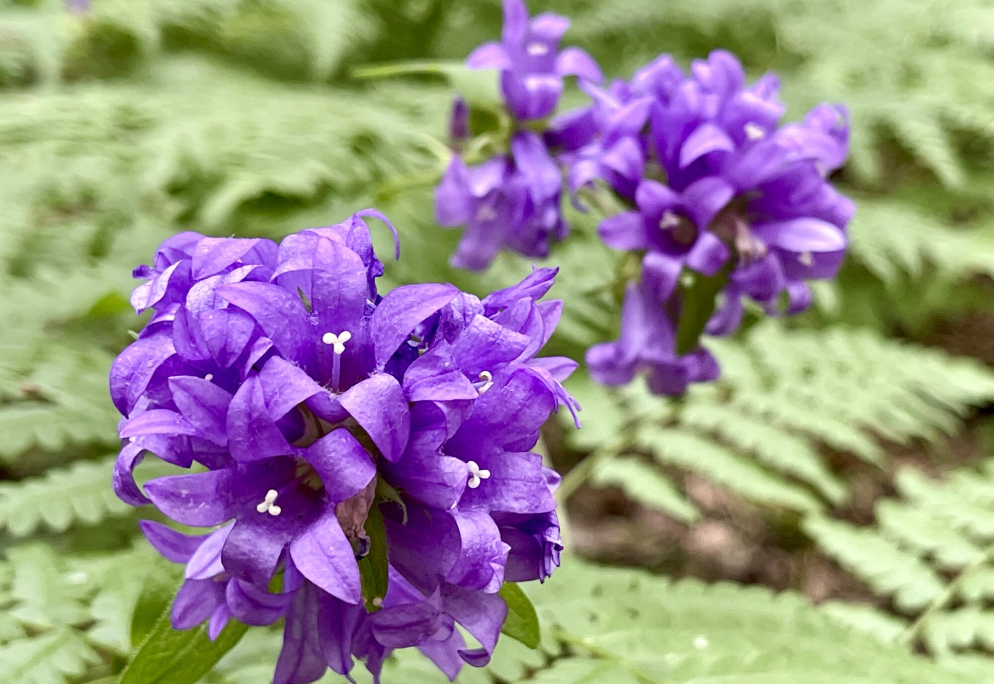 Valokuvaaja: Liisa Niiva-Korpela