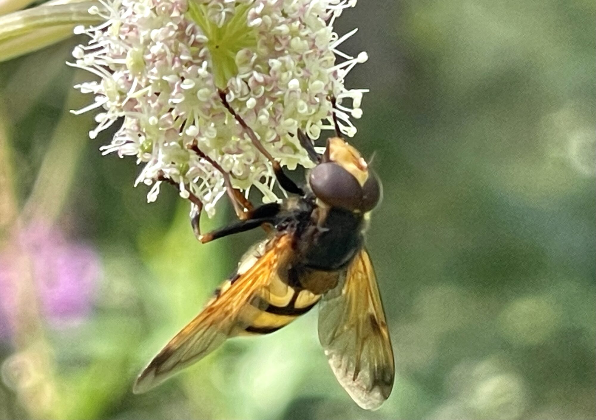 Valokuvaaja: Liisa Niiva-Korpela