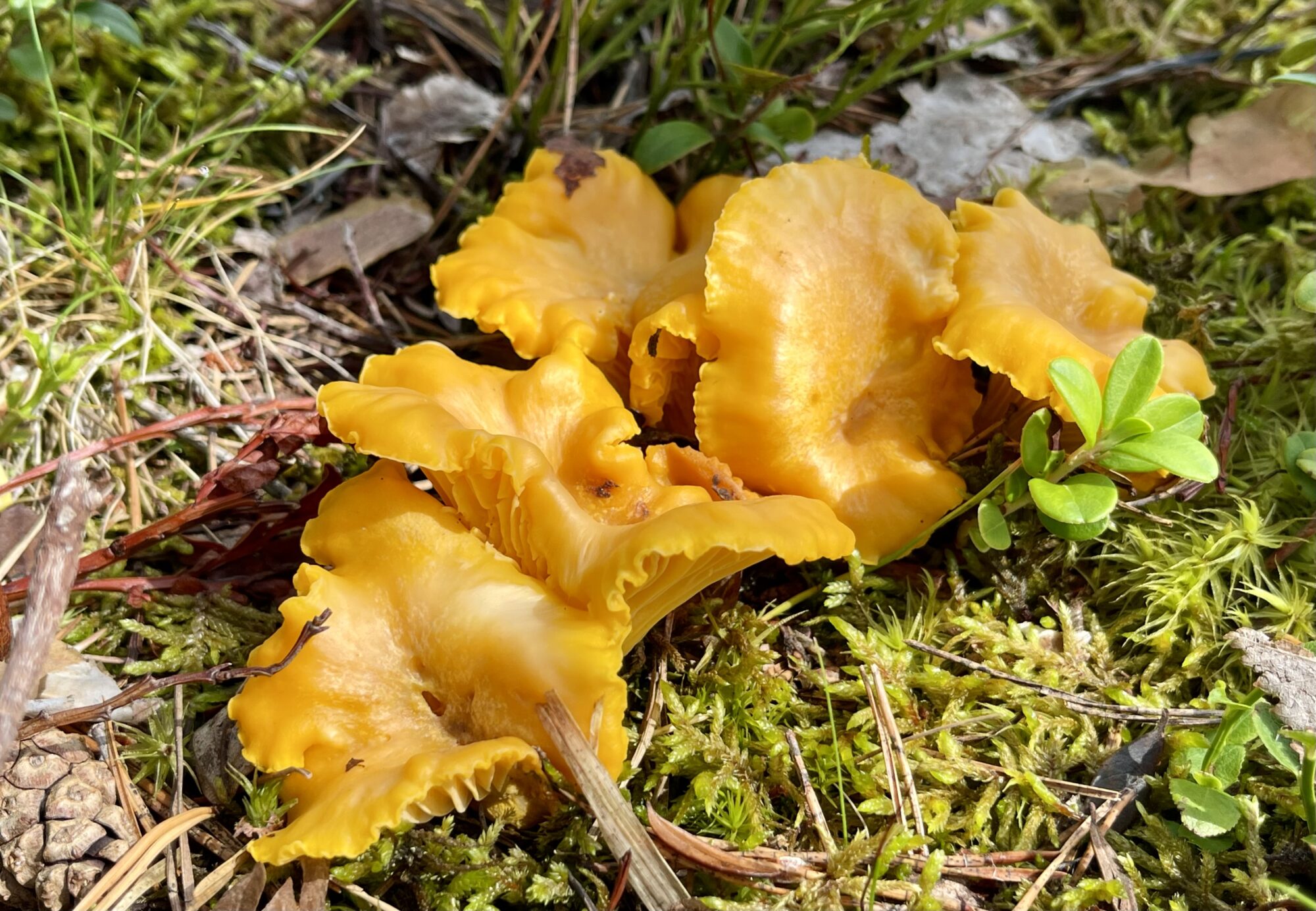 Valokuvaaja: Liisa Niiva-Korpela