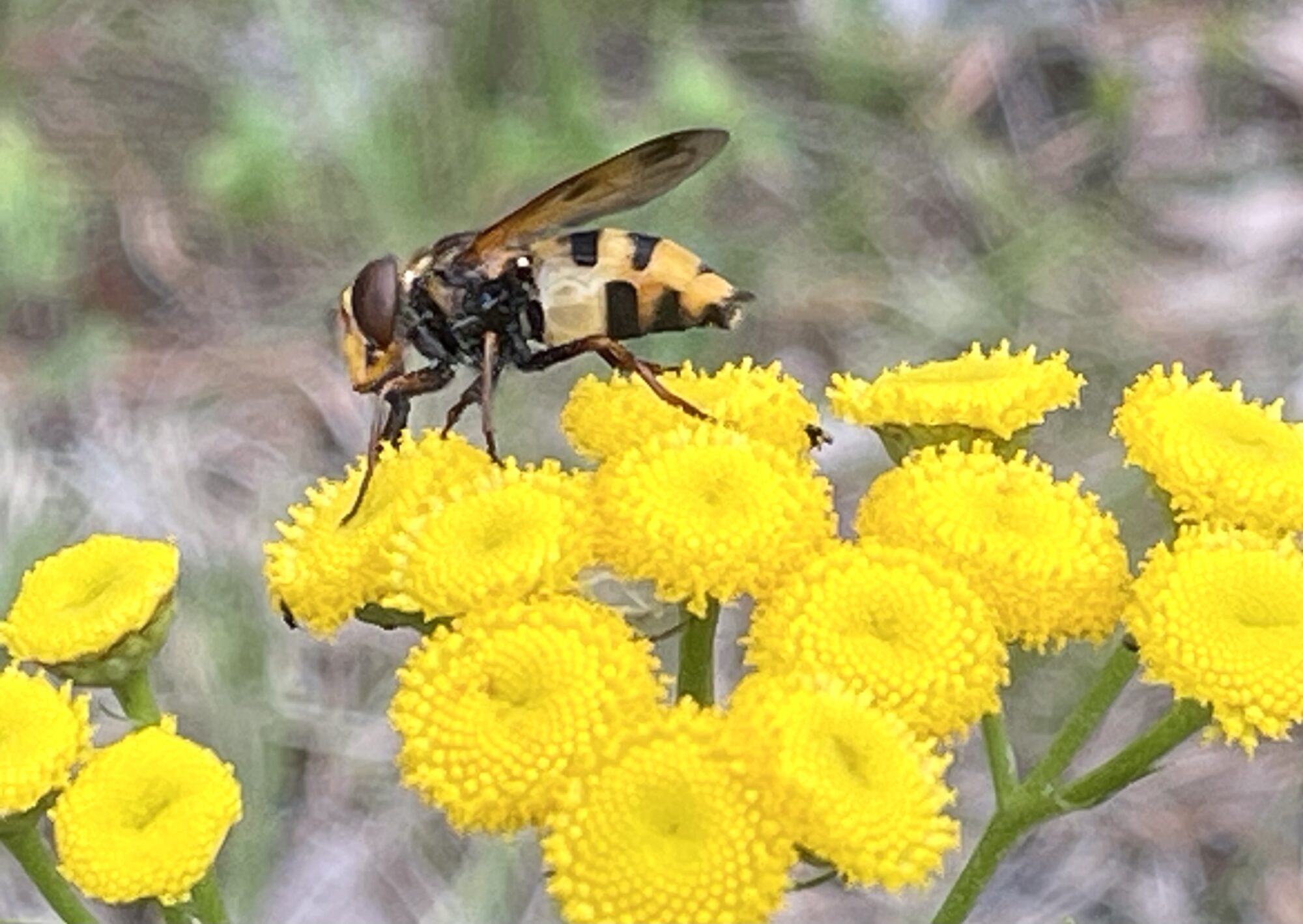 Valokuvaaja: Liisa Niiva-Korpela Valokuvaaja: Liisa Niiva-Korpela