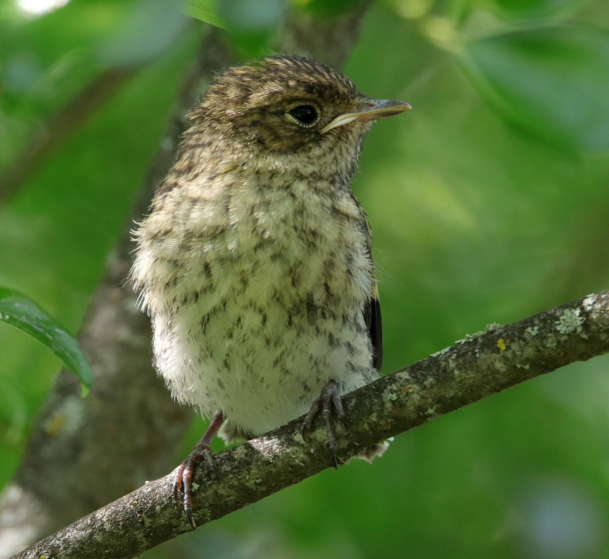 Valokuvaaja: Irja Lehtinen